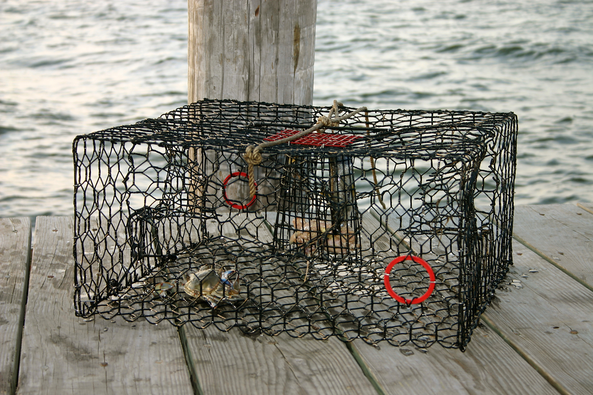 夏日是钓螃蟹的最佳时节,掌握基本技巧是关键.