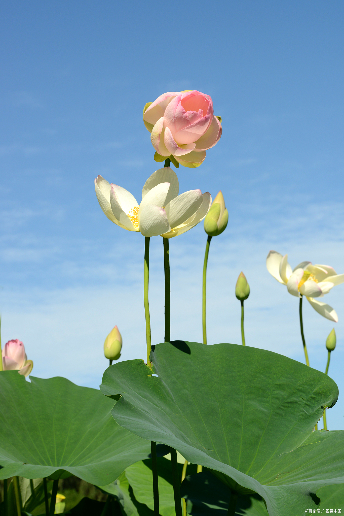 一曲风荷,几多相思——古诗词中荷花意象的爱情意蕴