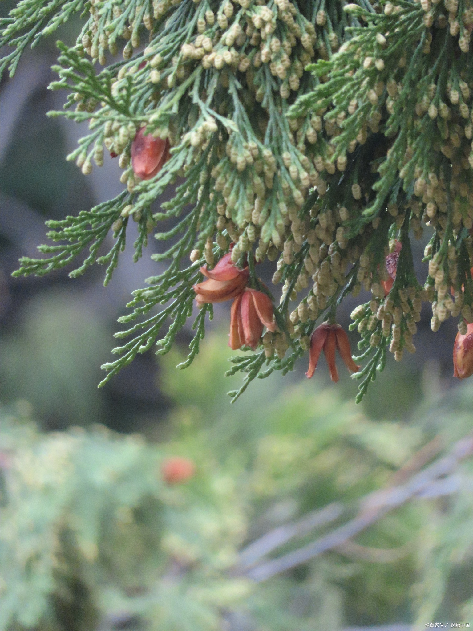 最古老的树 美国加利福尼亚州的刺果松"玛士撒拉"
