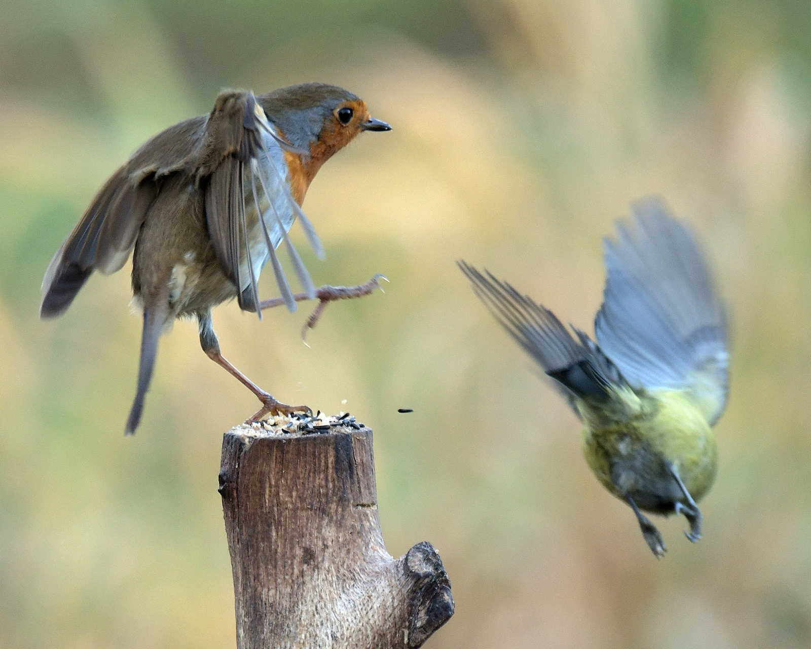 " 小鸟兴奋地点点头:"那我要飞到天上去看看,还要飞到太阳上去玩!