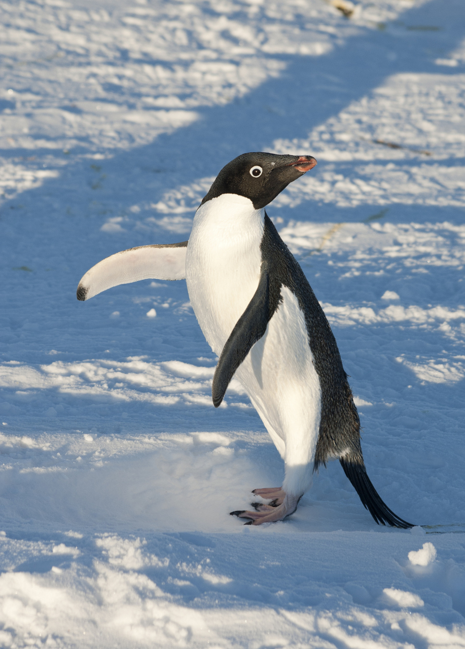 南极帝企鹅正面临严重威胁!