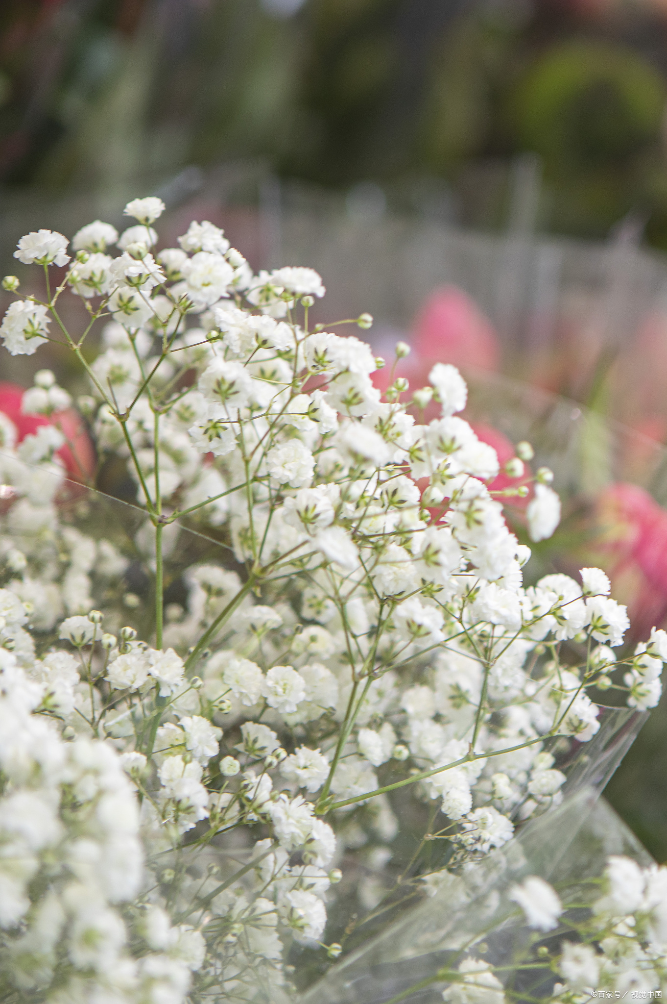 白色满天星的花语:花语背后的深情与祝福