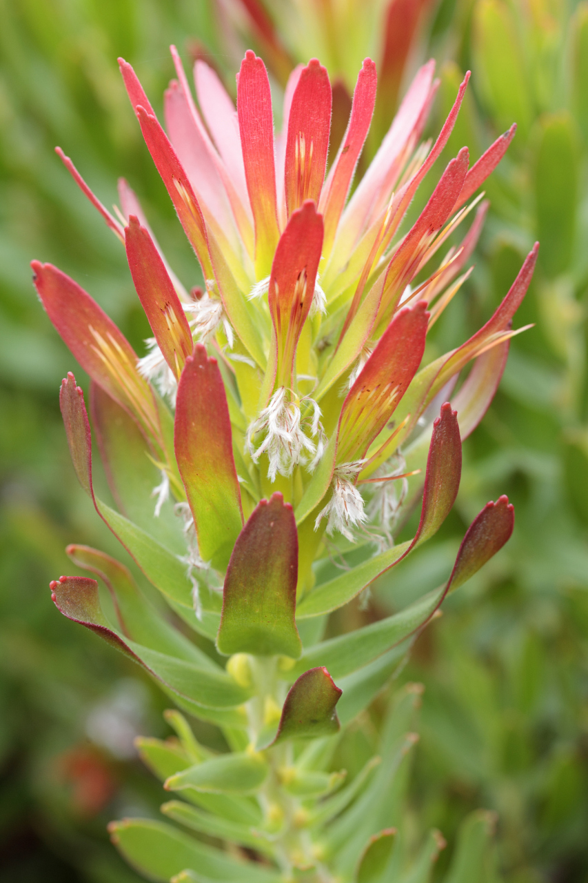 水塔花# 水塔花是一种极具观赏性的植物,它的名称寓意着吉祥,富购和