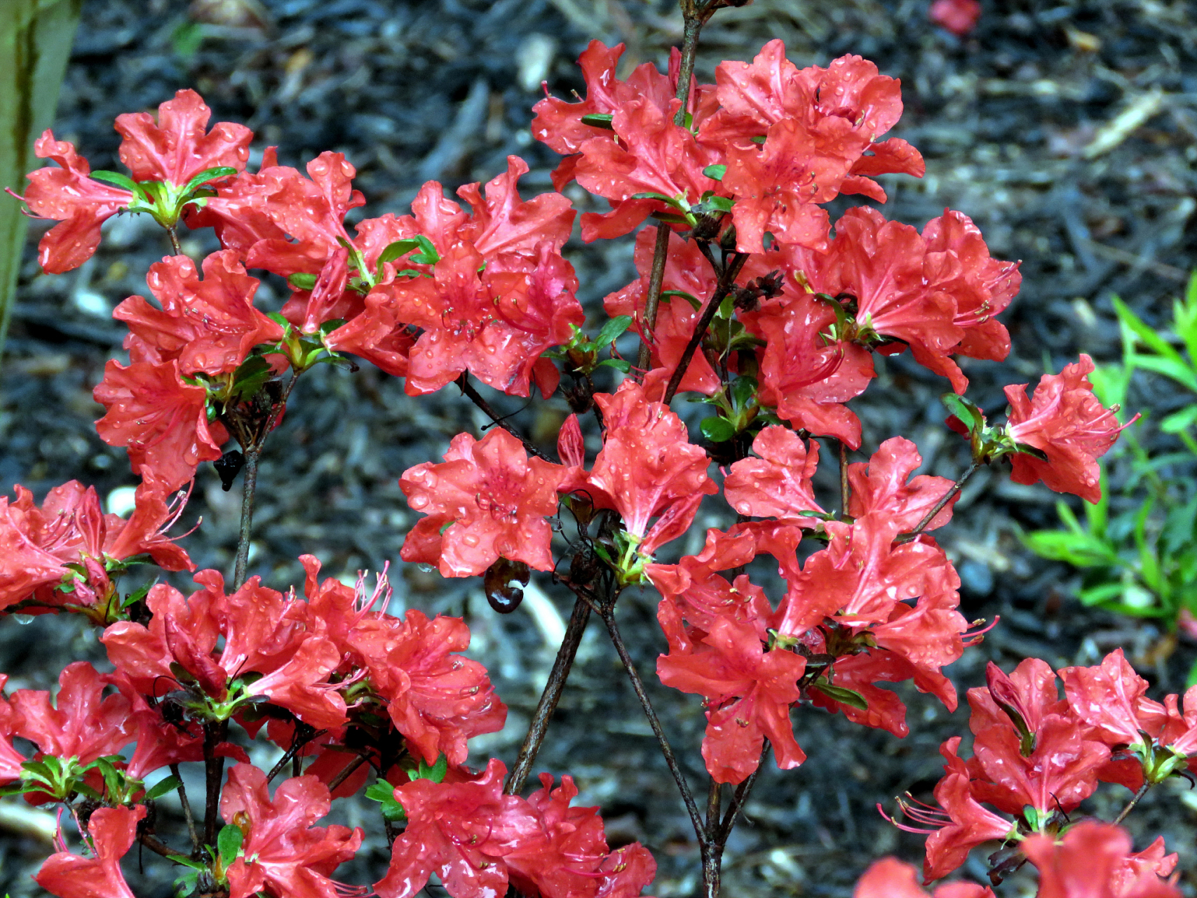 杜鹃花和映山红是两种不同的植物,虽然它们都属于杜鹃花科,但是杜鹃花