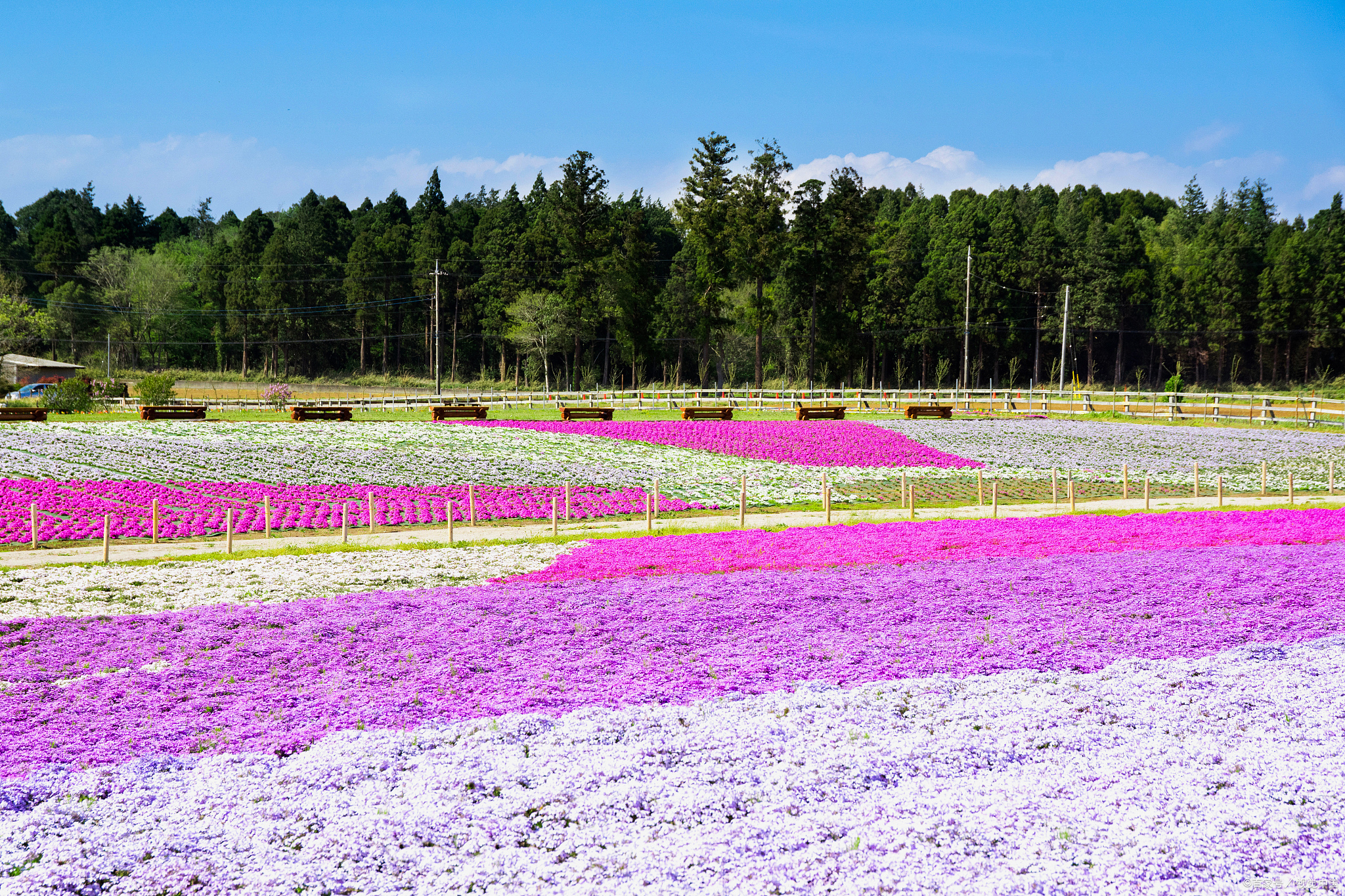 夏日闪光旅行家# 金珠花海是一片五彩斑斓的花的海洋