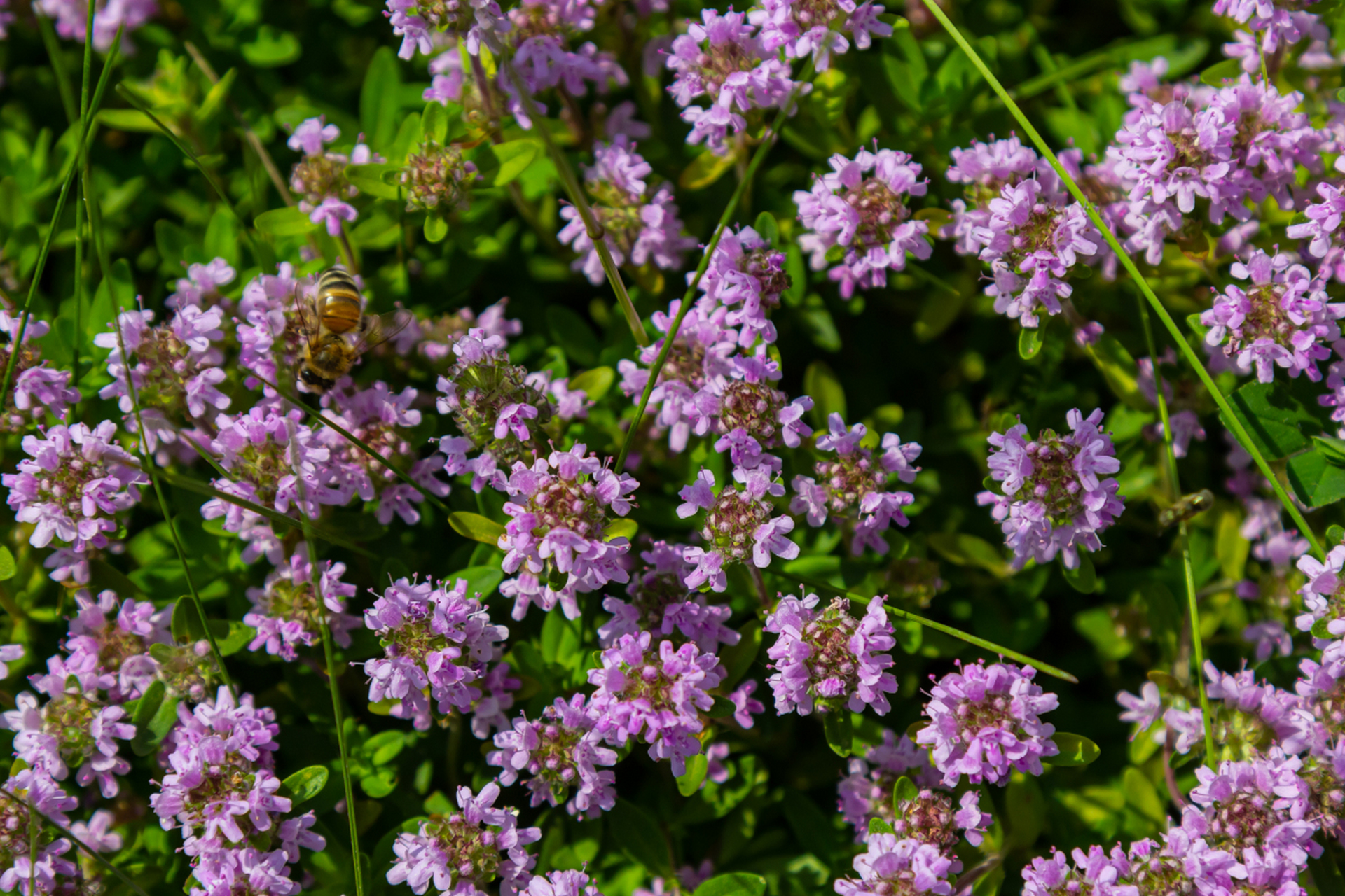 百里香花期图片