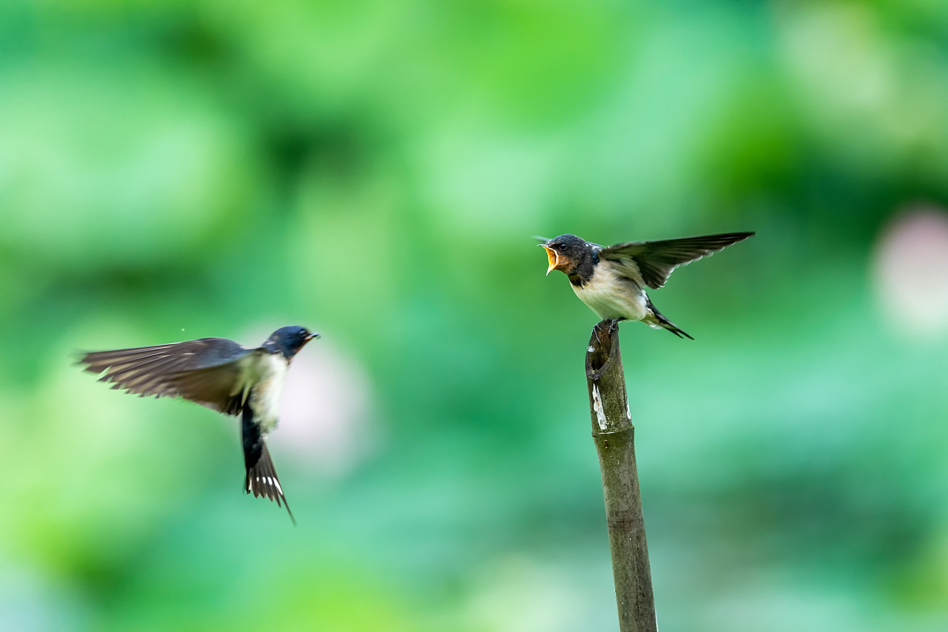 燕燕于飞,颉之颃之.