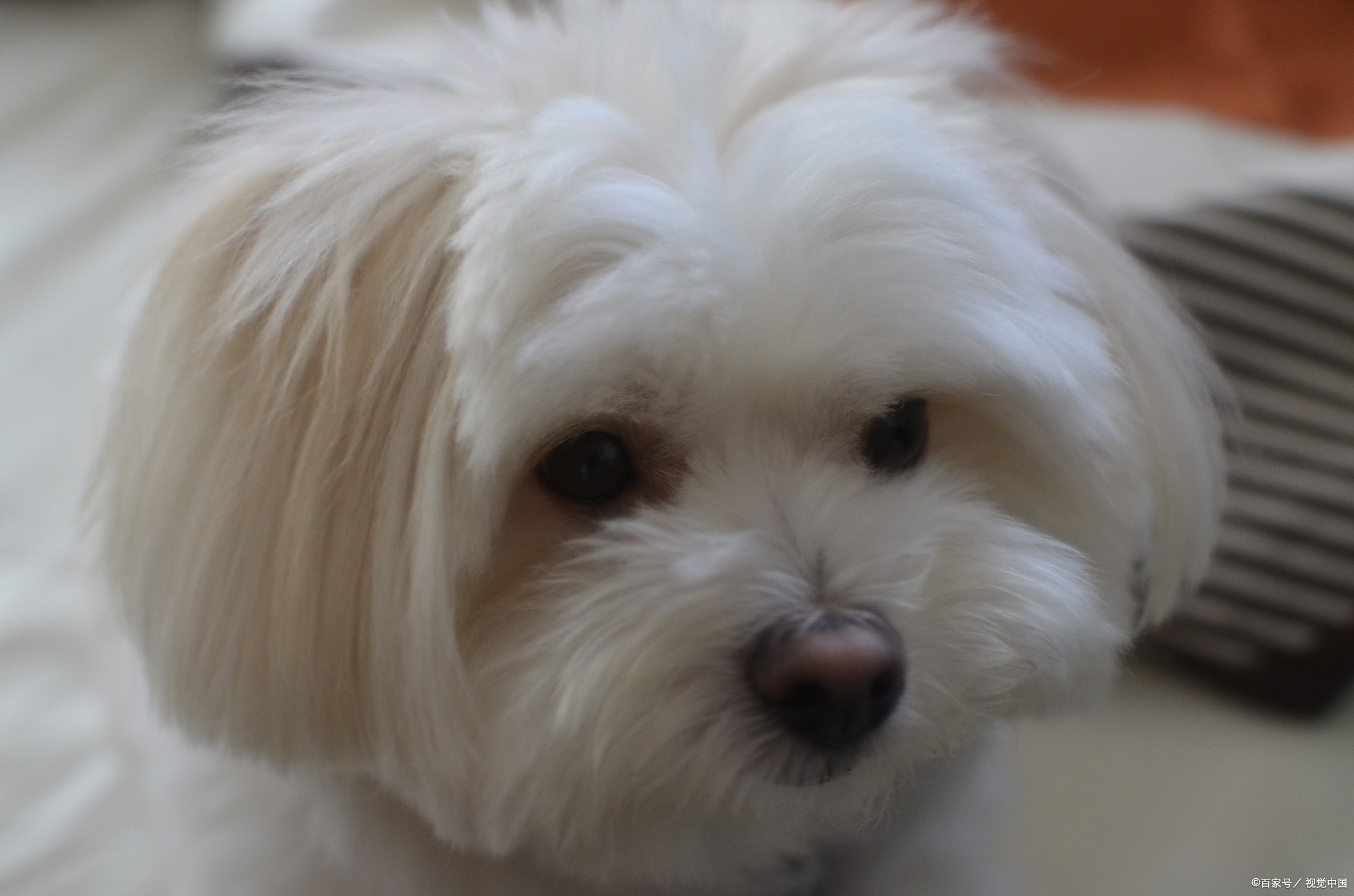 京巴犬京巴犬,又称北京犬,宫廷狮子狗,是中国古老的犬种之一.