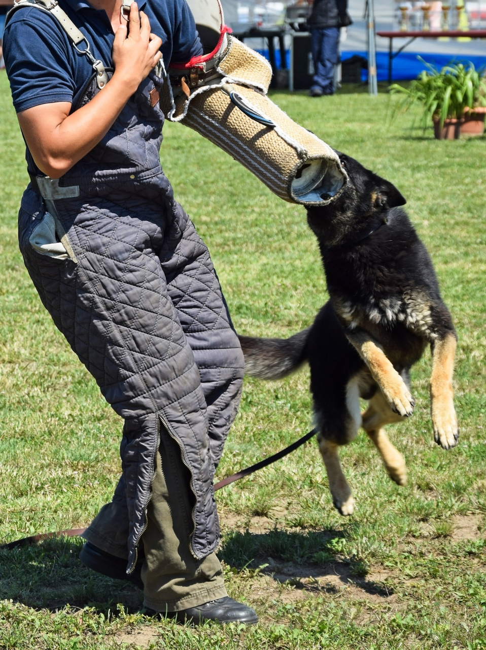 领养需谨慎,遵守法律法规,加强宣传教育.[原文:军犬退役后怎么处理]