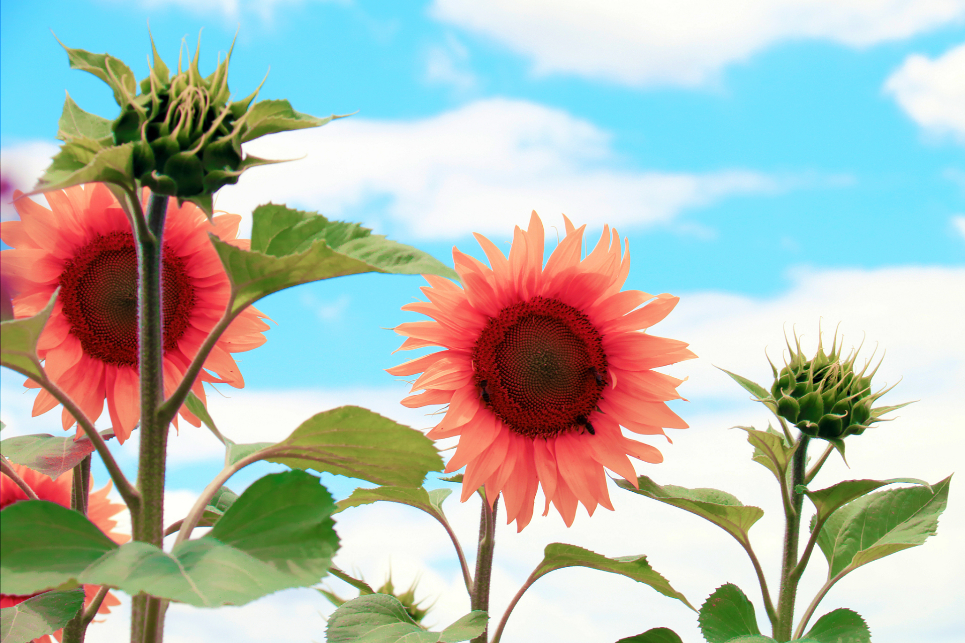 快乐,在琐碎生活中无处不在,只要心态平和,乐观向上,友善豁达,快乐