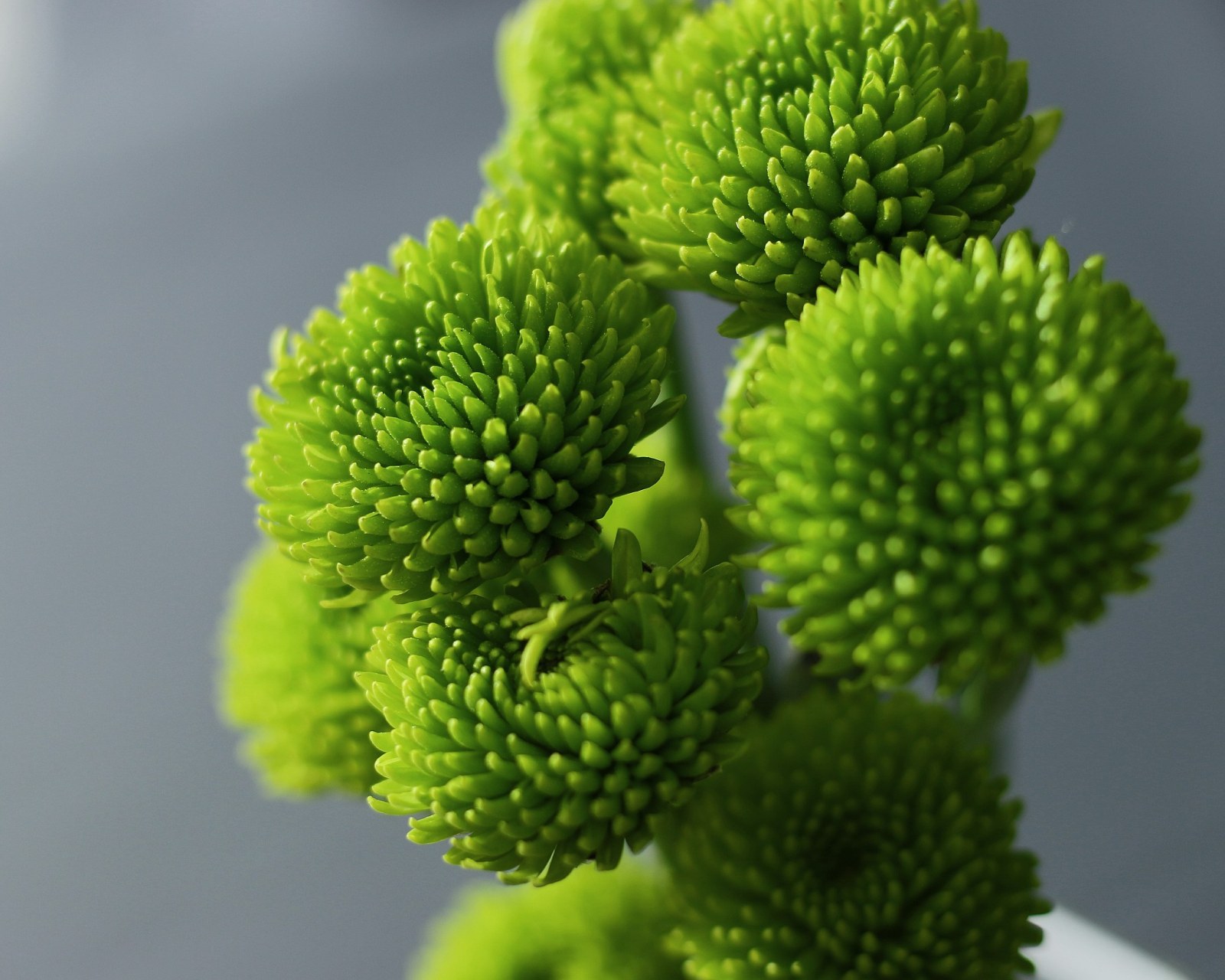 是独特的植物选择.[原文:绿毛球是一种非常有趣的植.