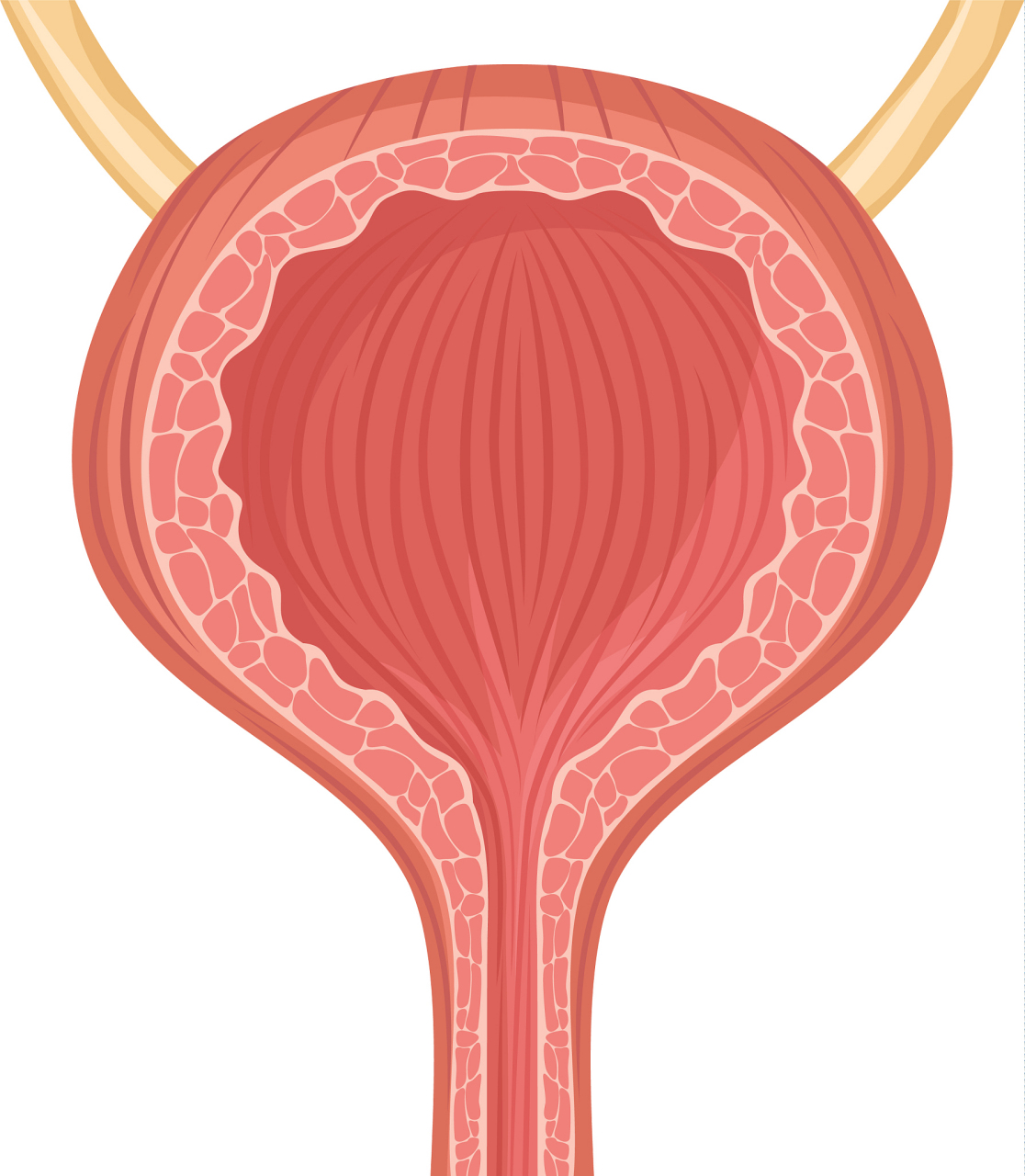 女生膀胱长什么样图片