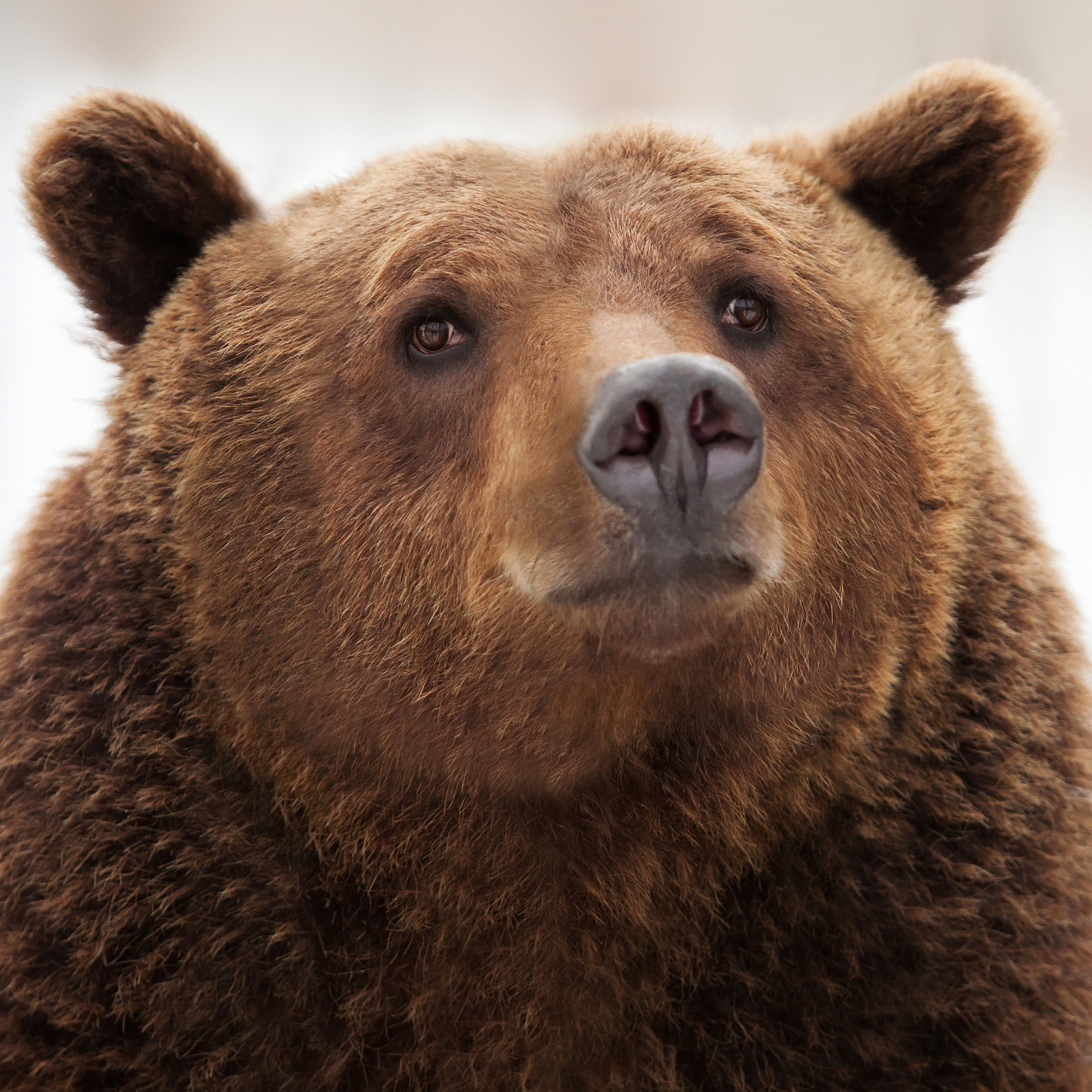 棕熊是一种非常适应力强的动物,它们可以在荒漠边缘,高山森林甚至北极