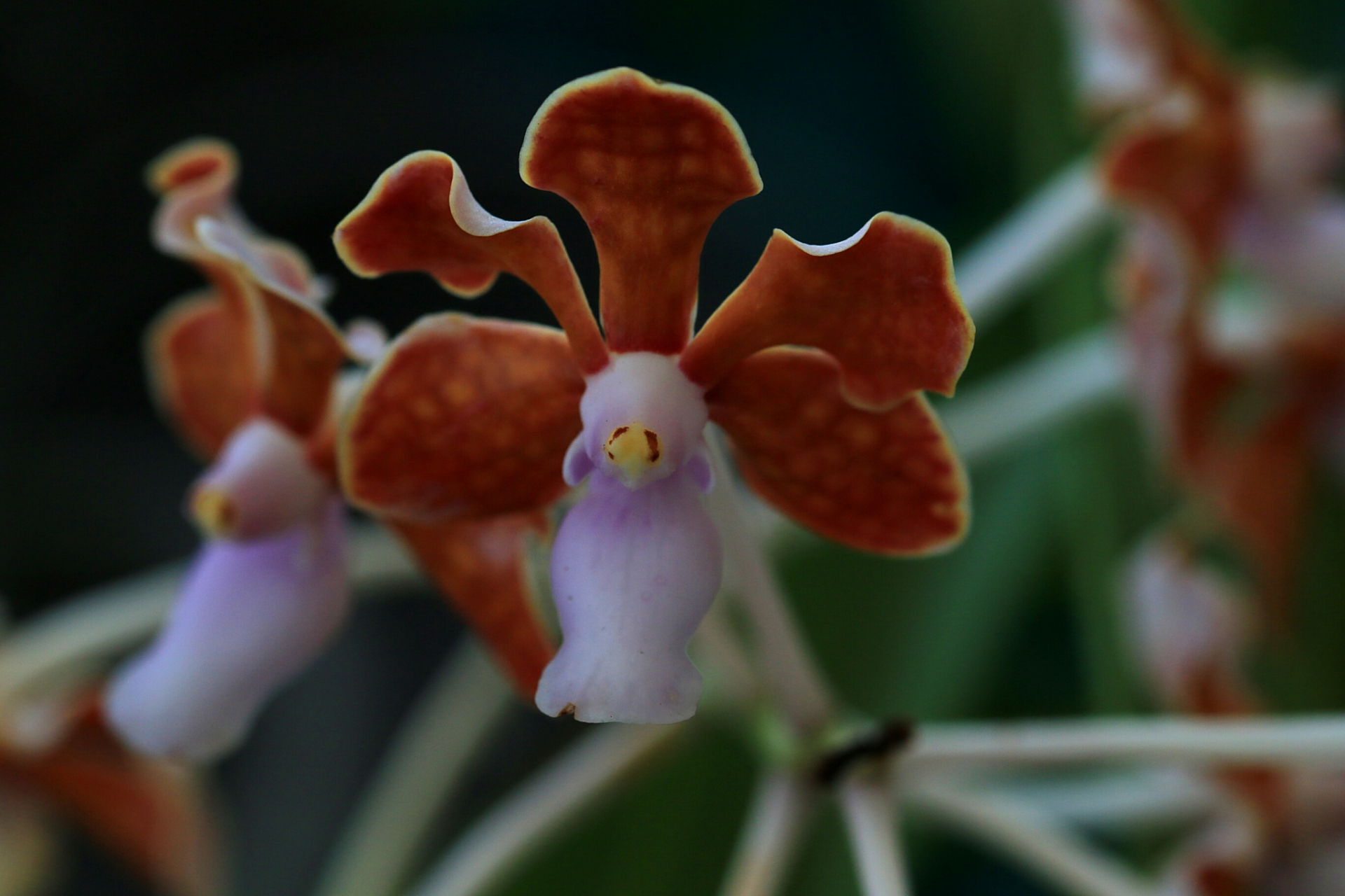 猴面小龙兰是一种小型附生兰,高度约30-40厘米,具有短小的匍匐茎和