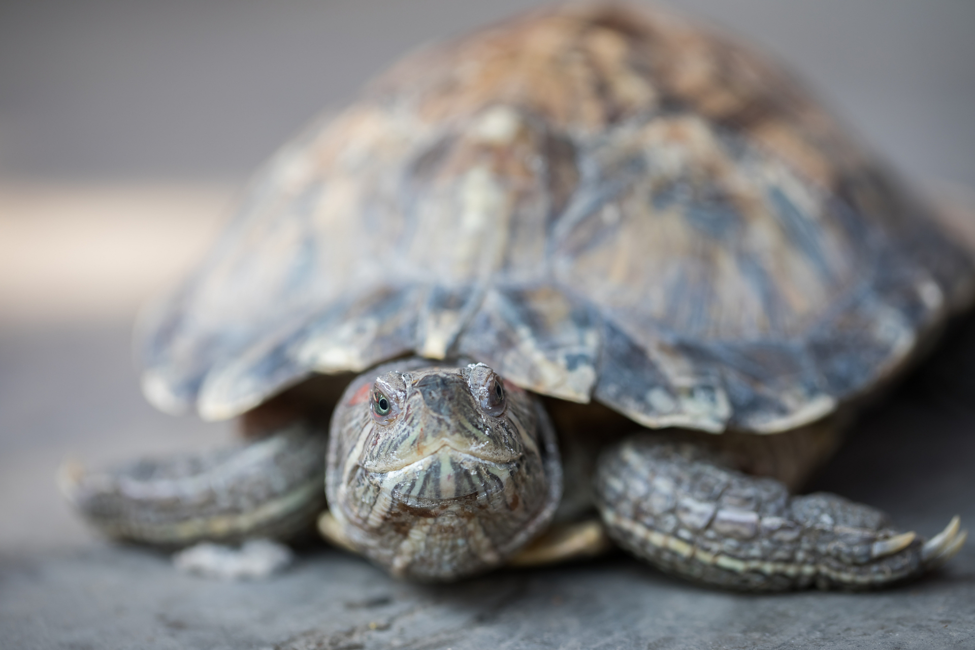 乌龟,作为爬行动物界的古老居民,其生殖方式充满了自然之美的韵味.