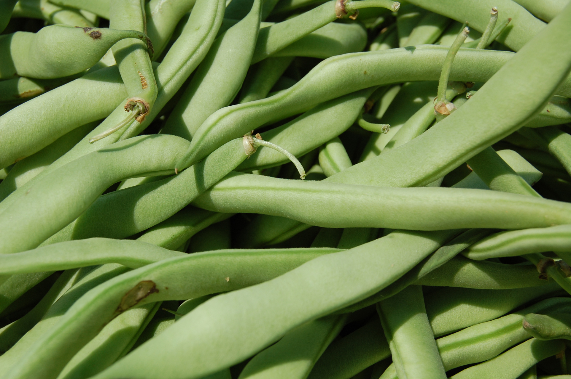 优质莱豆栽培技术#九月动态激励计划# 是一项精细且需要充足知识储备