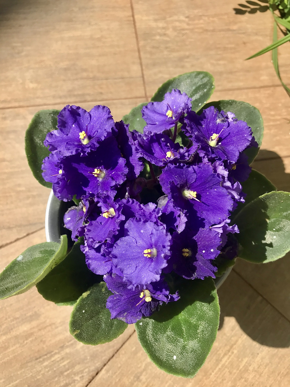 怎样养好室内盆栽紫罗兰?