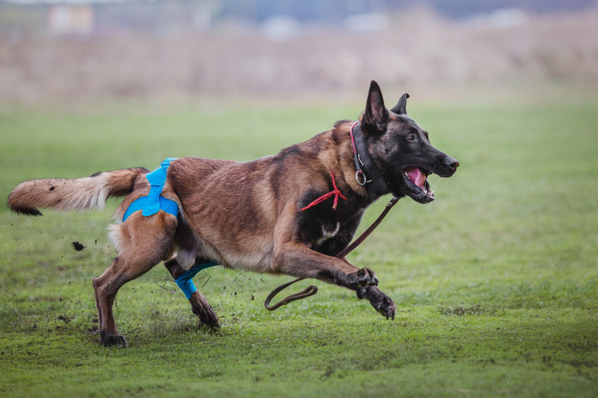 兰博马犬图片图片