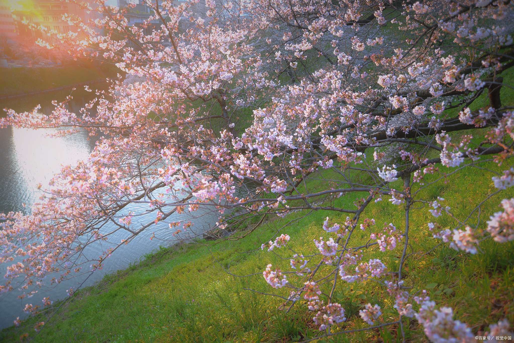 今天,我要和大家分享一个特别的话题