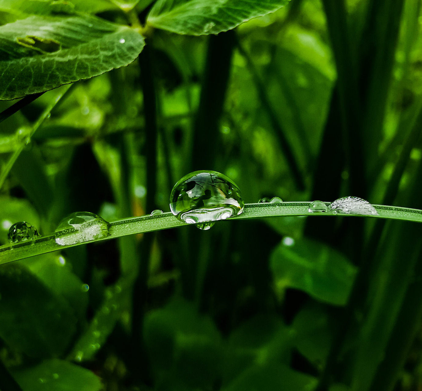 雨后的夏天是清爽的,清新的,一场大雨急驶而过,它消去了炎热,除去了