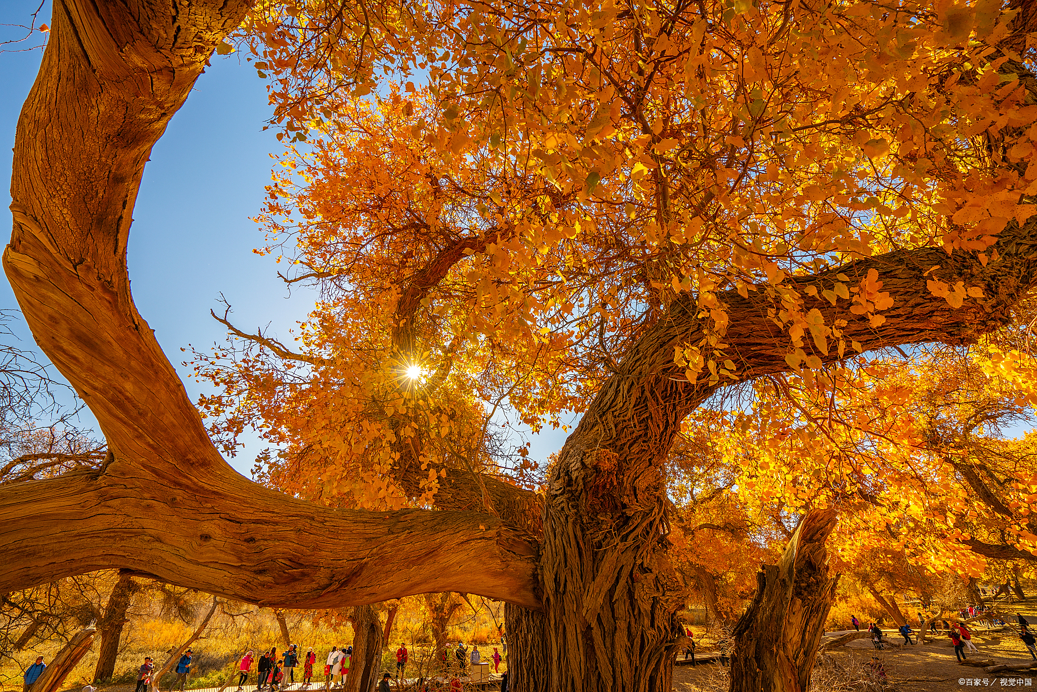 位于中国内蒙古自治区的额济纳胡杨林,绵延39万亩的胡杨林,犹如一颗