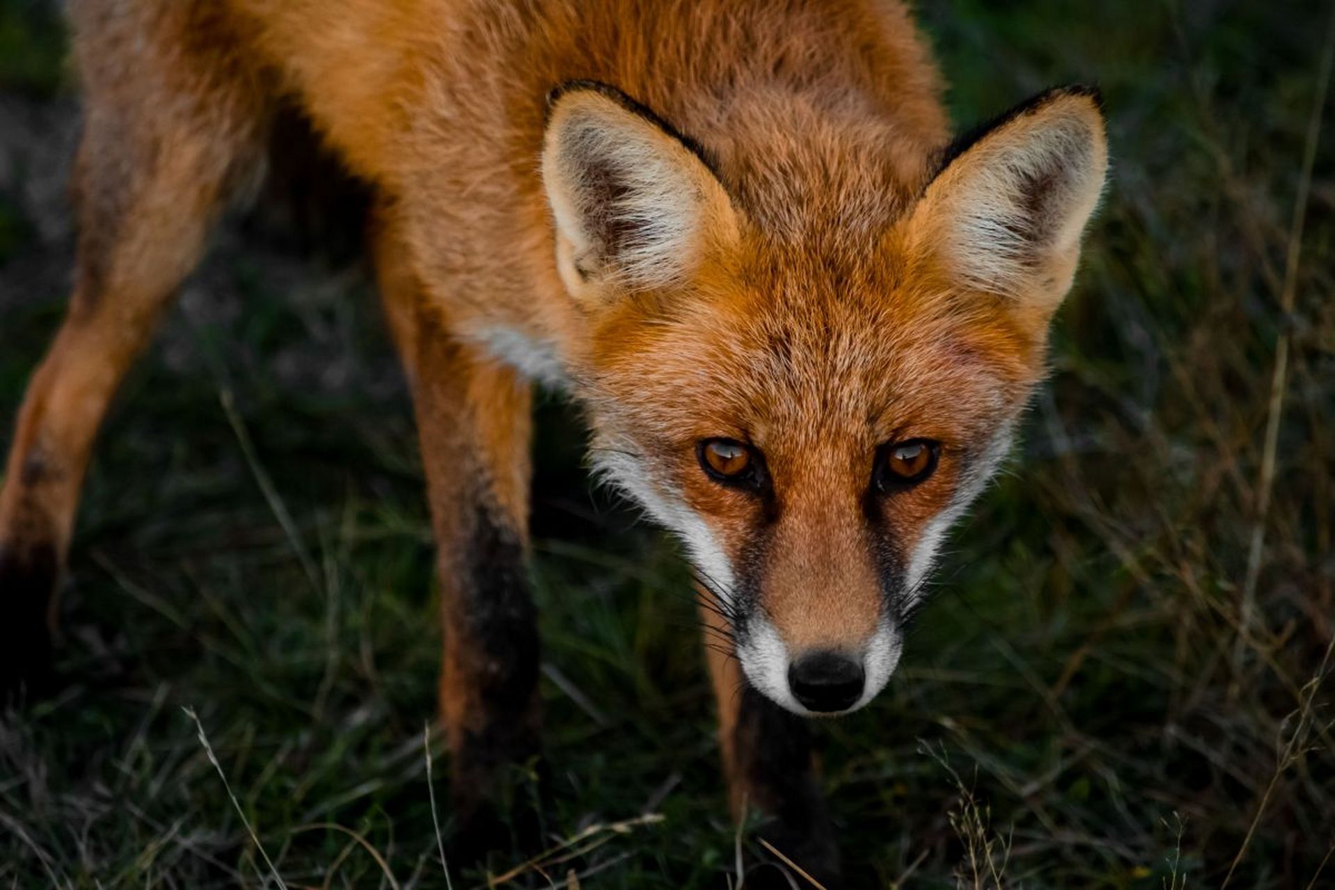 狐狸是一种食肉目,犬科的哺乳动物,体型中等,匀称.