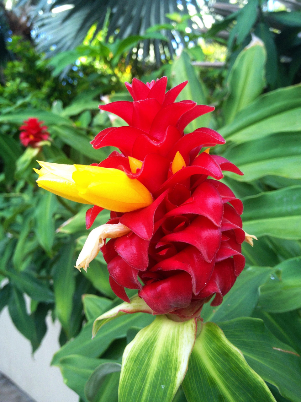 别担心,小编今天给大家介绍的盆栽——水塔花,绝对是最适合家庭养殖的