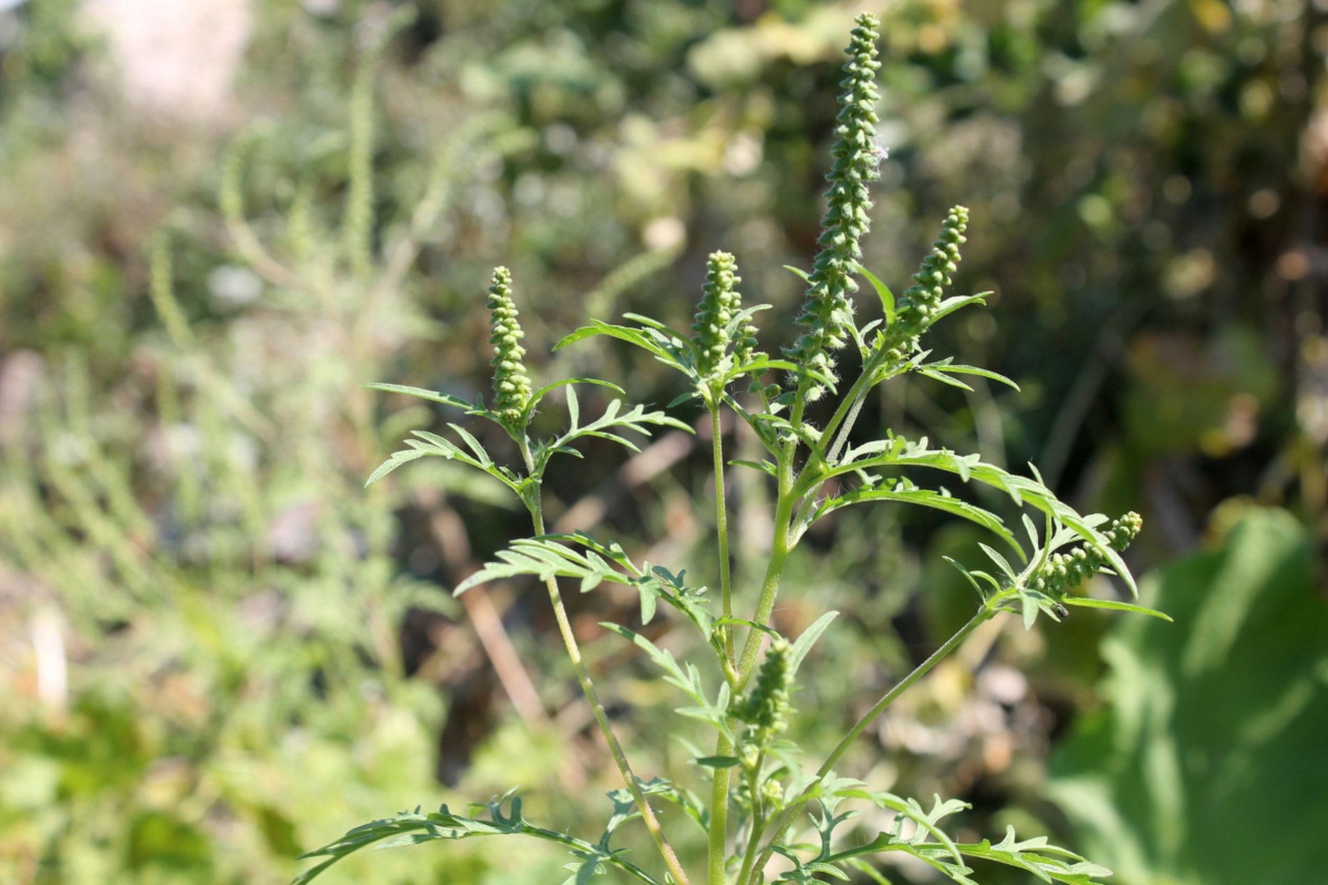 这些俗名反映了豚草的形态特点和与猪的生态关系,使得人们更