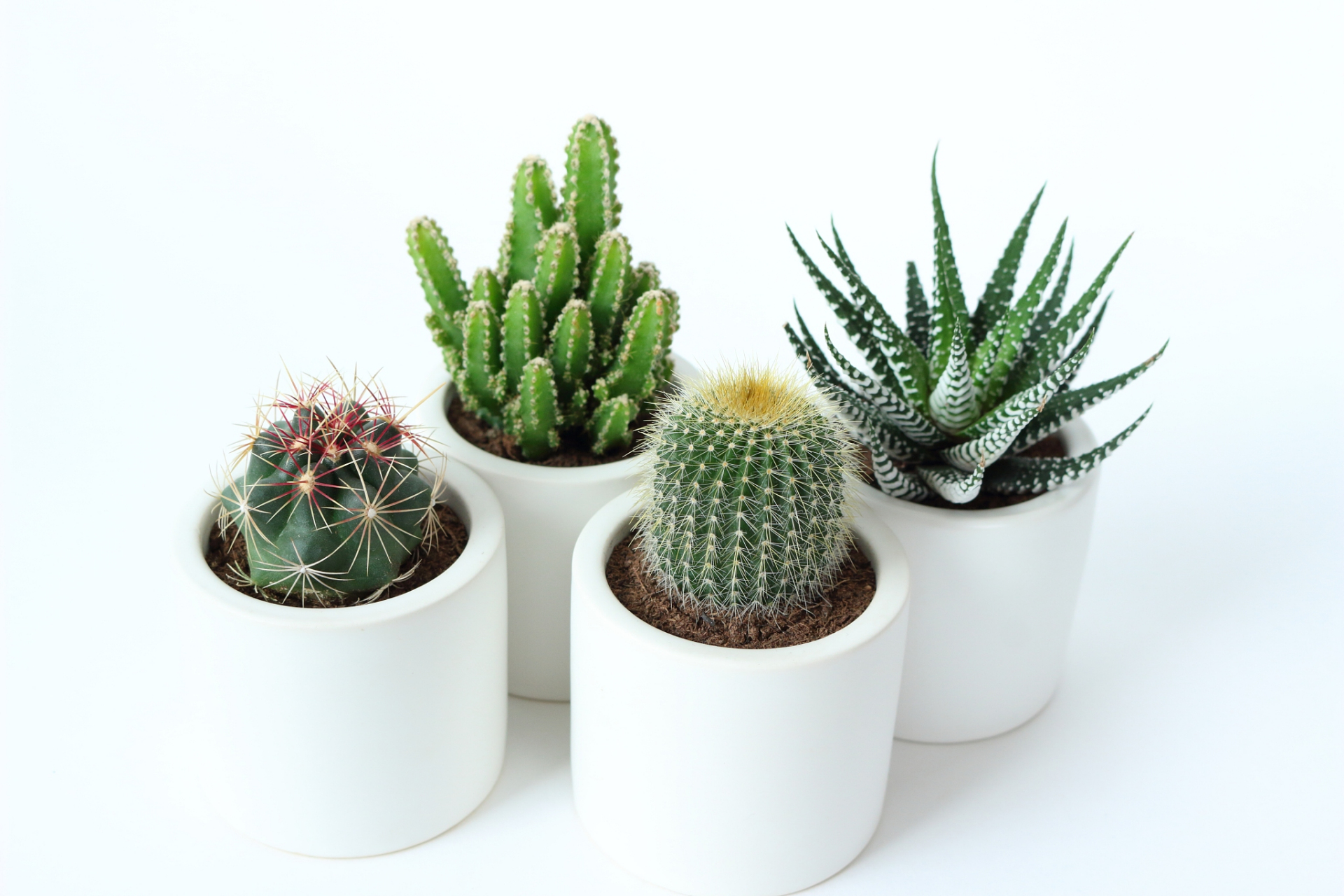 家里养仙人掌是相对容易管理的选择,适合初学者或忙碌的人,不需要经常