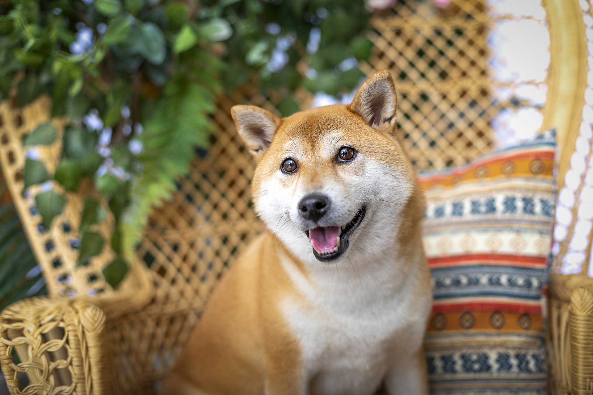 柴犬,日本国宝级萌宠!独特外貌 优秀品质=完美搭档.