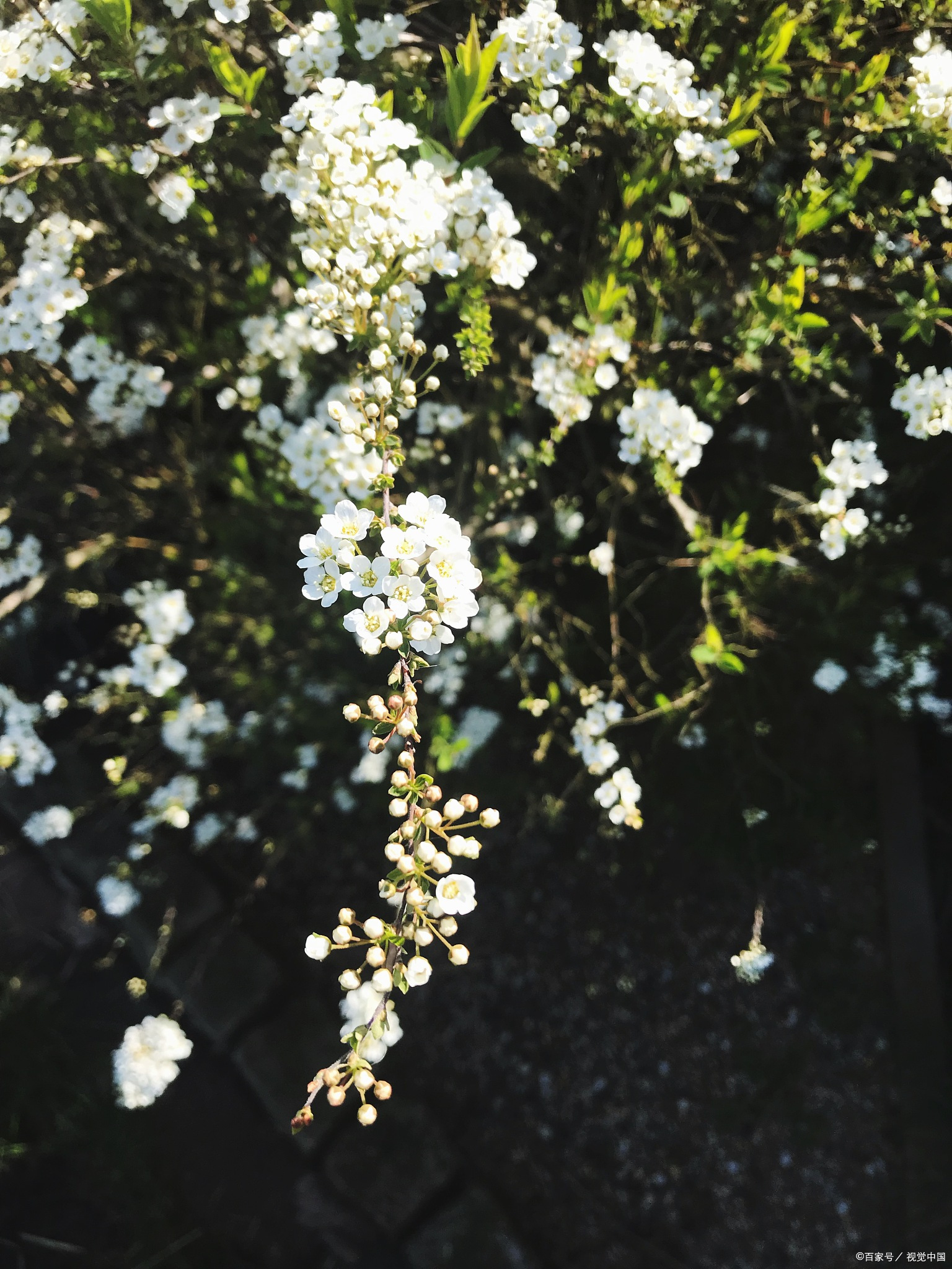 梧桐花:清雅花香,挥发油与黄酮之美在花开的时节