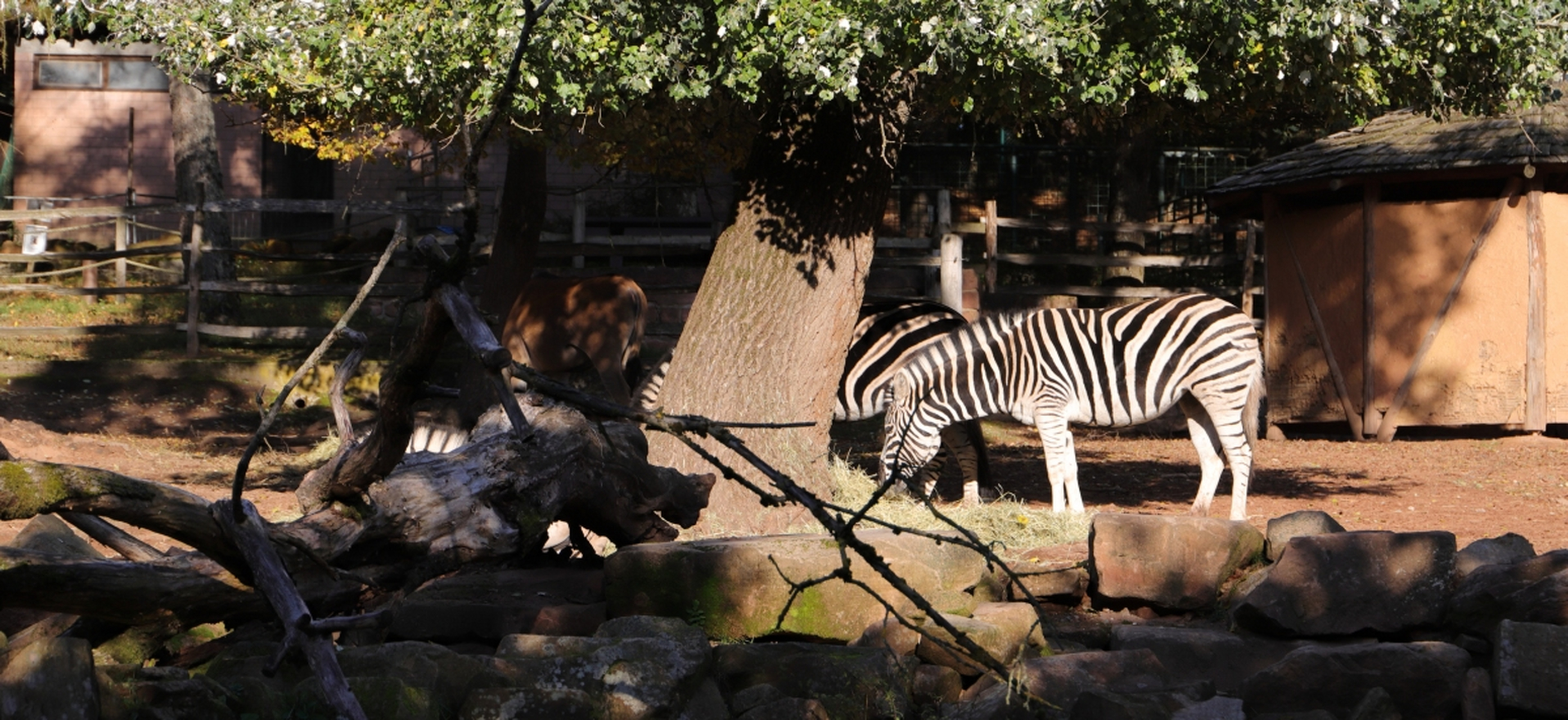 杭州动物园位于杭州市虎跑路40号,原址在钱王祠.