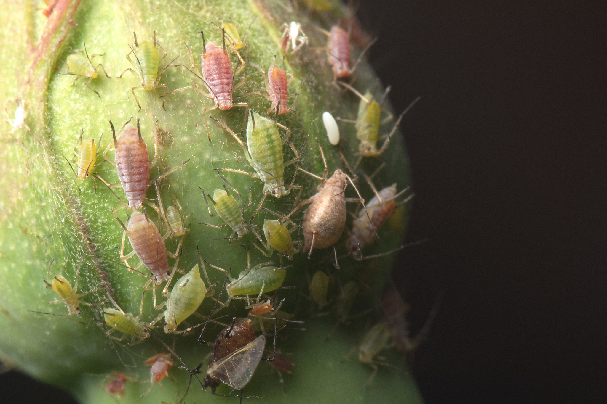 摘要:  处理花上虫子的方法需根据虫子的种类和植物类型选择