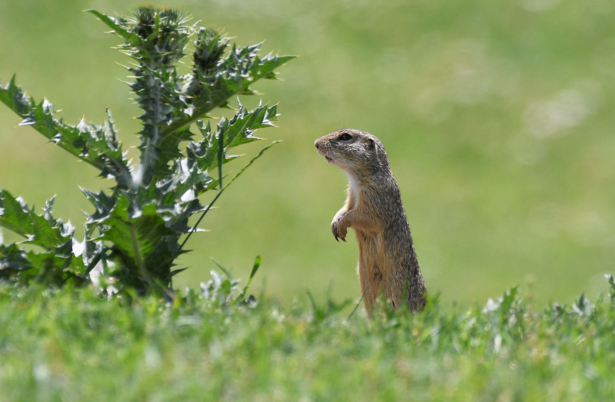 拍照#  大家来草原玩的时候一定不要因为小动物很可爱就上手触摸哦!