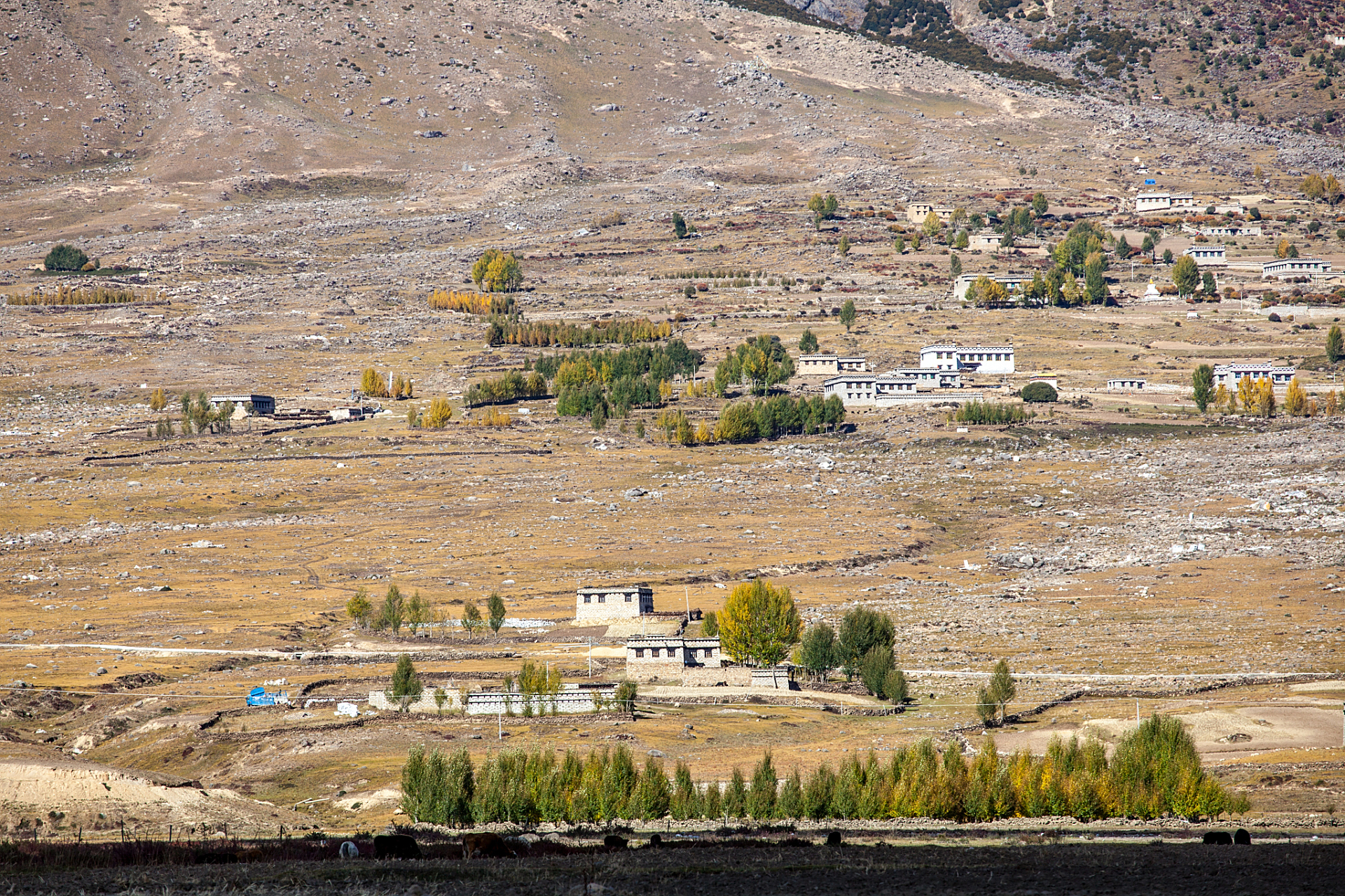 玛曲县,甘肃甘南藏族自治州的一颗璀璨明珠  你是否听说过这样一个