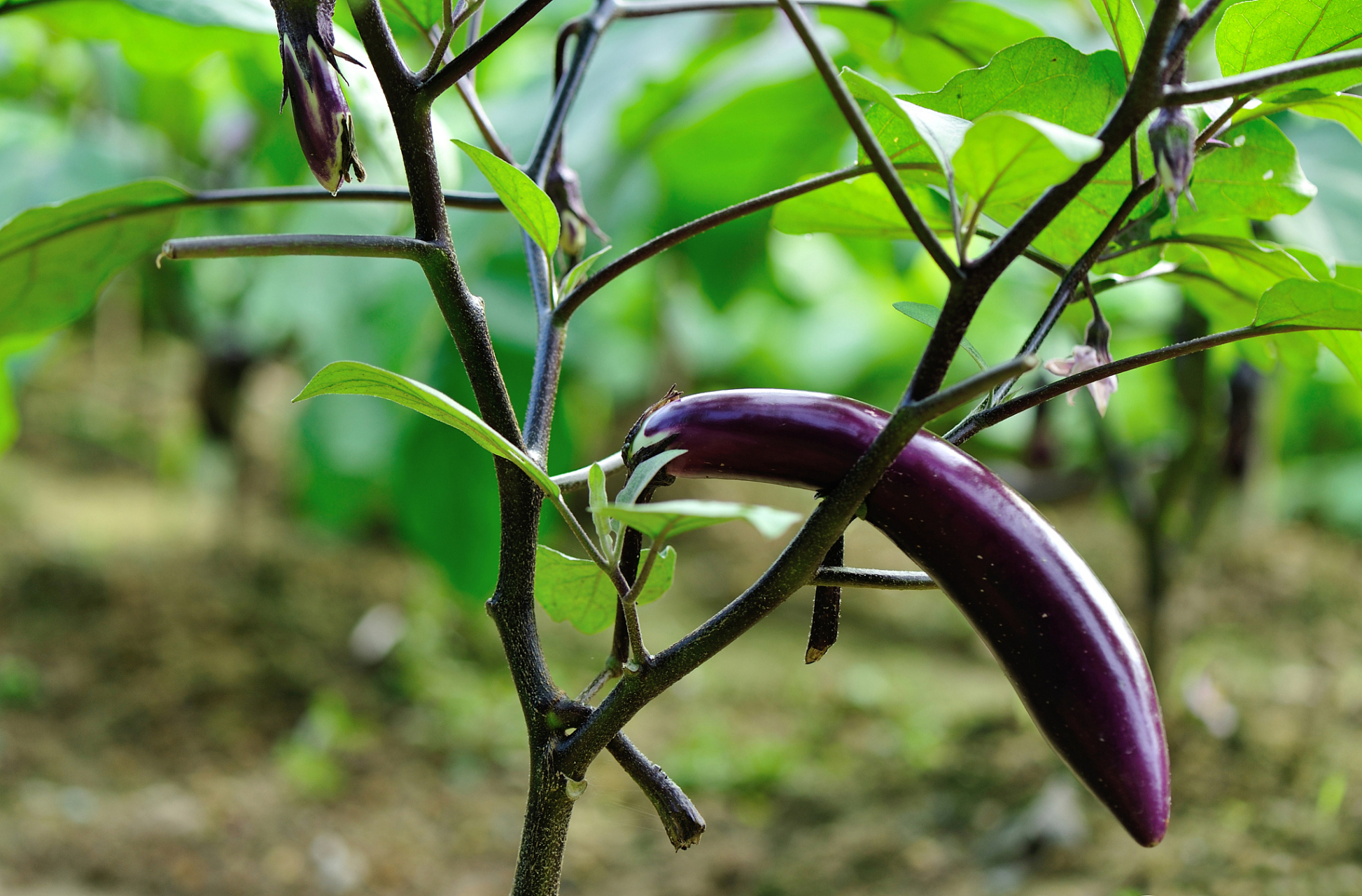 苦茄子有什么功效 	苦茄子一般是因为茄子生长时间过长,其中茄碱含量