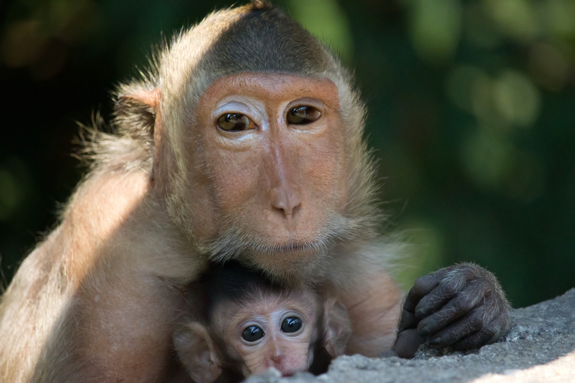 动物搞笑#  当一只猴子和一只狮子在森林里散步时,猴子问狮子:"你