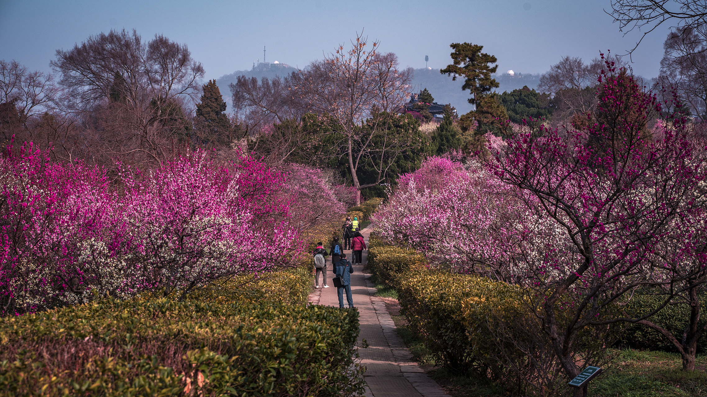 梅花山位于江苏省南京市玄武区紫金山南麓明孝陵景区内,是钟山风景