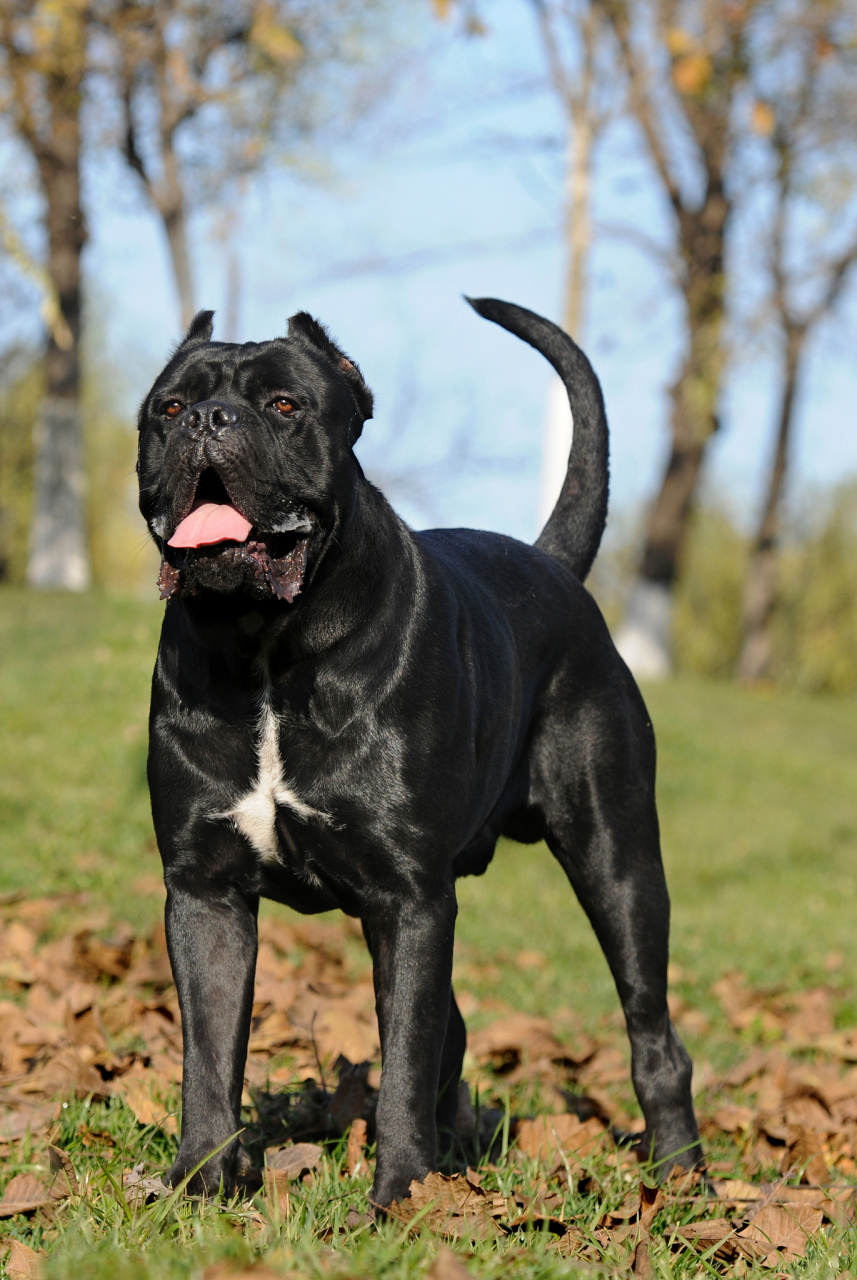忠诚斗士——卡斯罗 卡斯罗在国外有"最出色的的护卫犬"雅称.