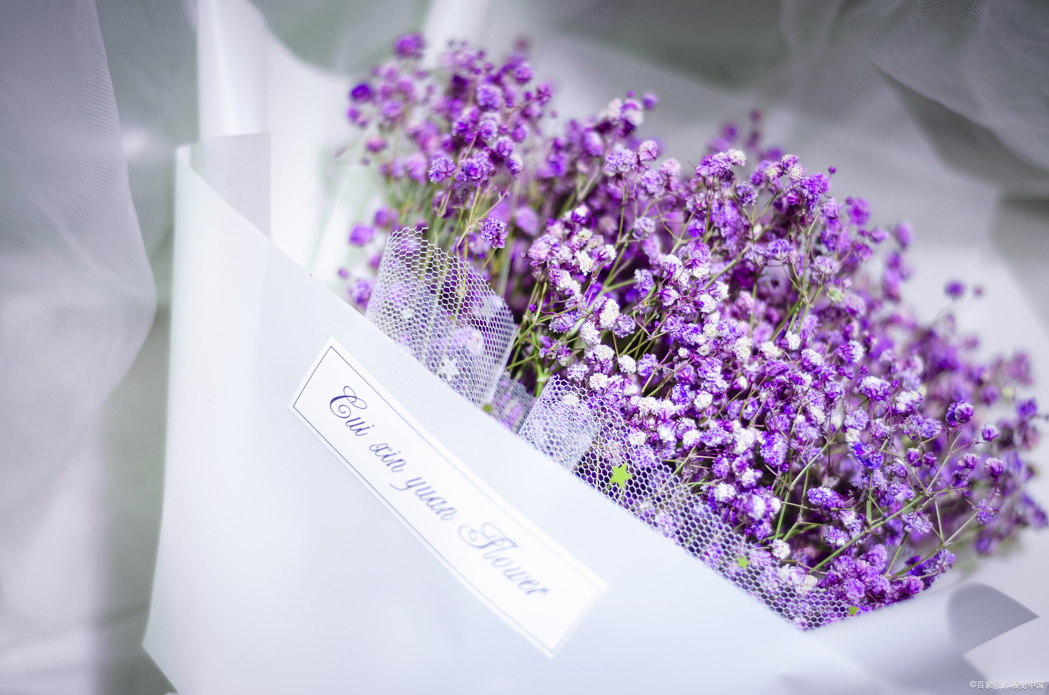 紫色满天星花的花语和寓意