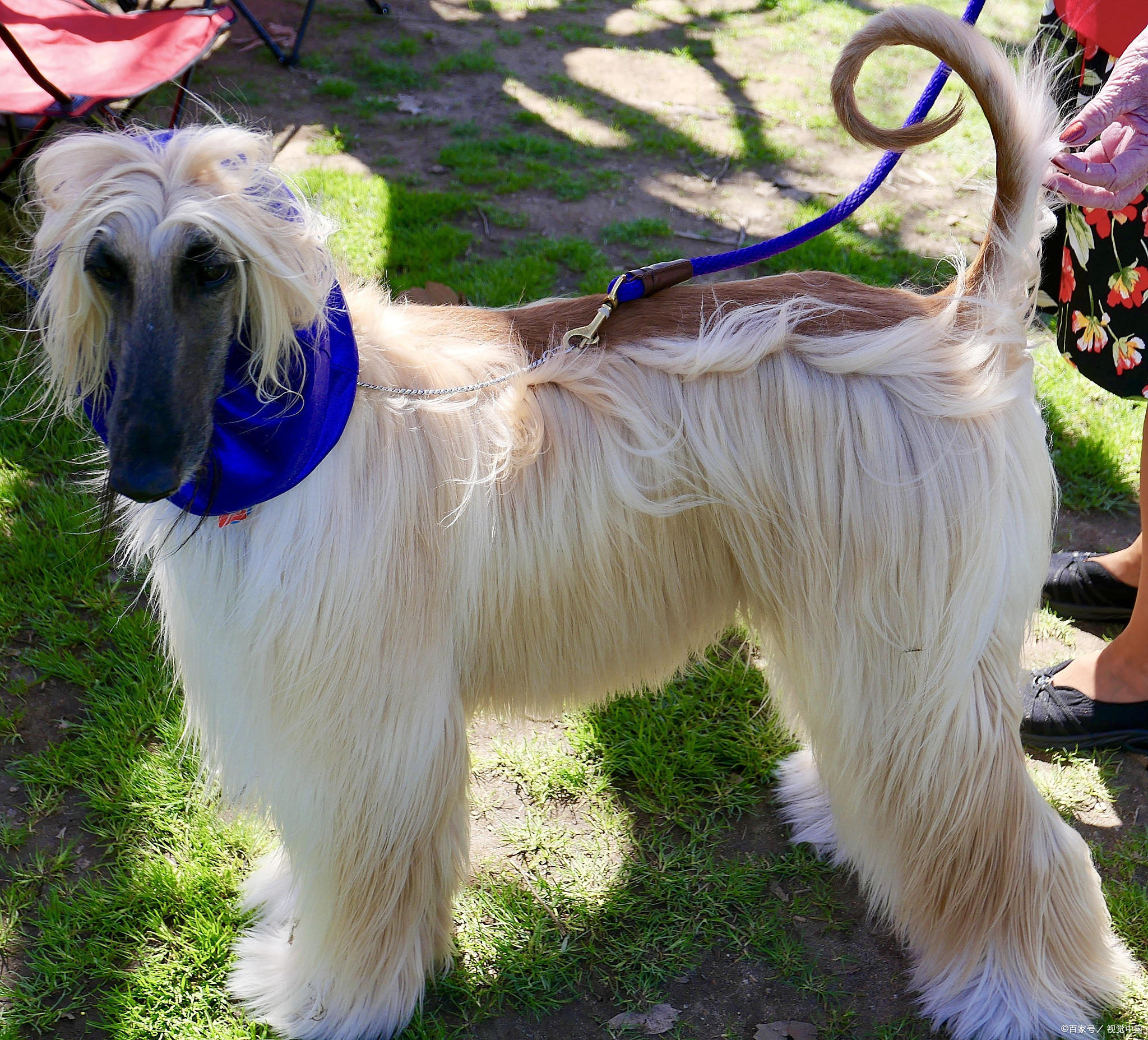 宠物狗系列之阿富汗猎犬