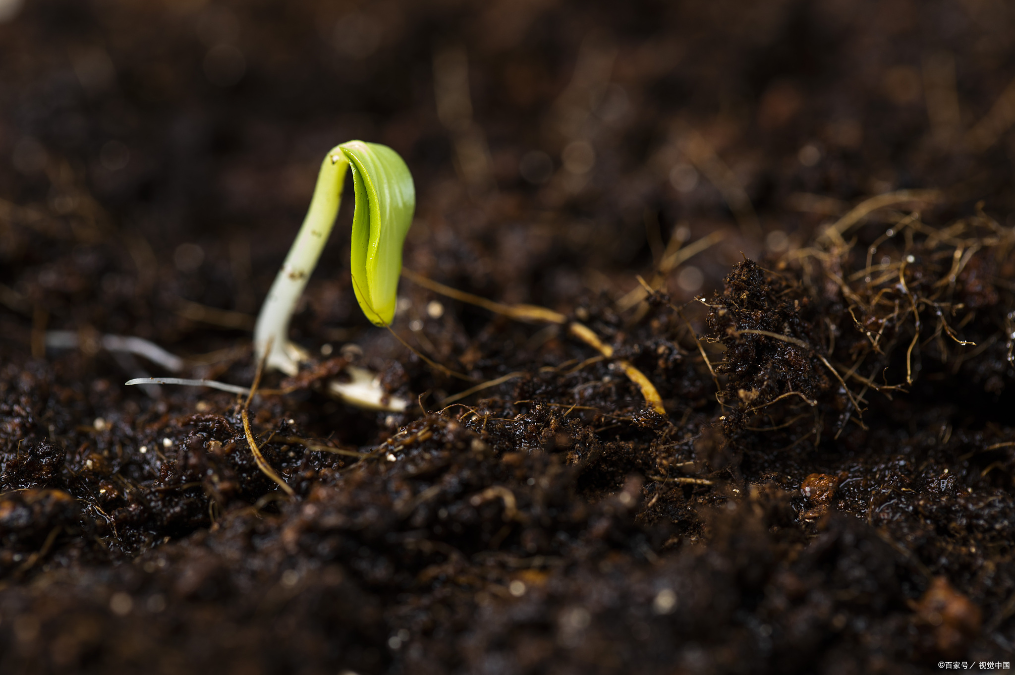在山海经里,生孩子可以不用怀孕?