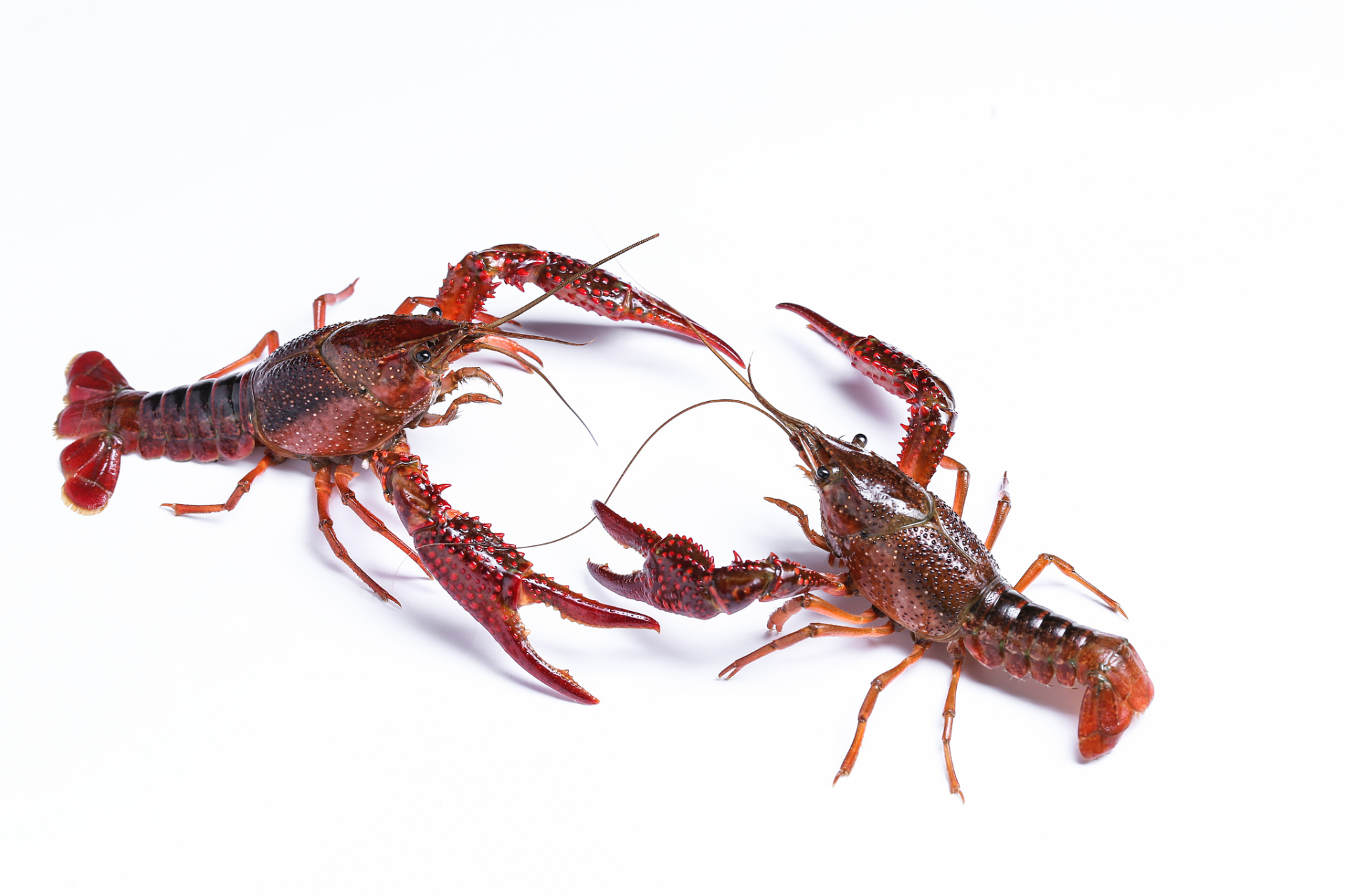 小龙虾# 克氏原螯虾(procambarus clarkii),俗称小龙虾,作为一种广泛