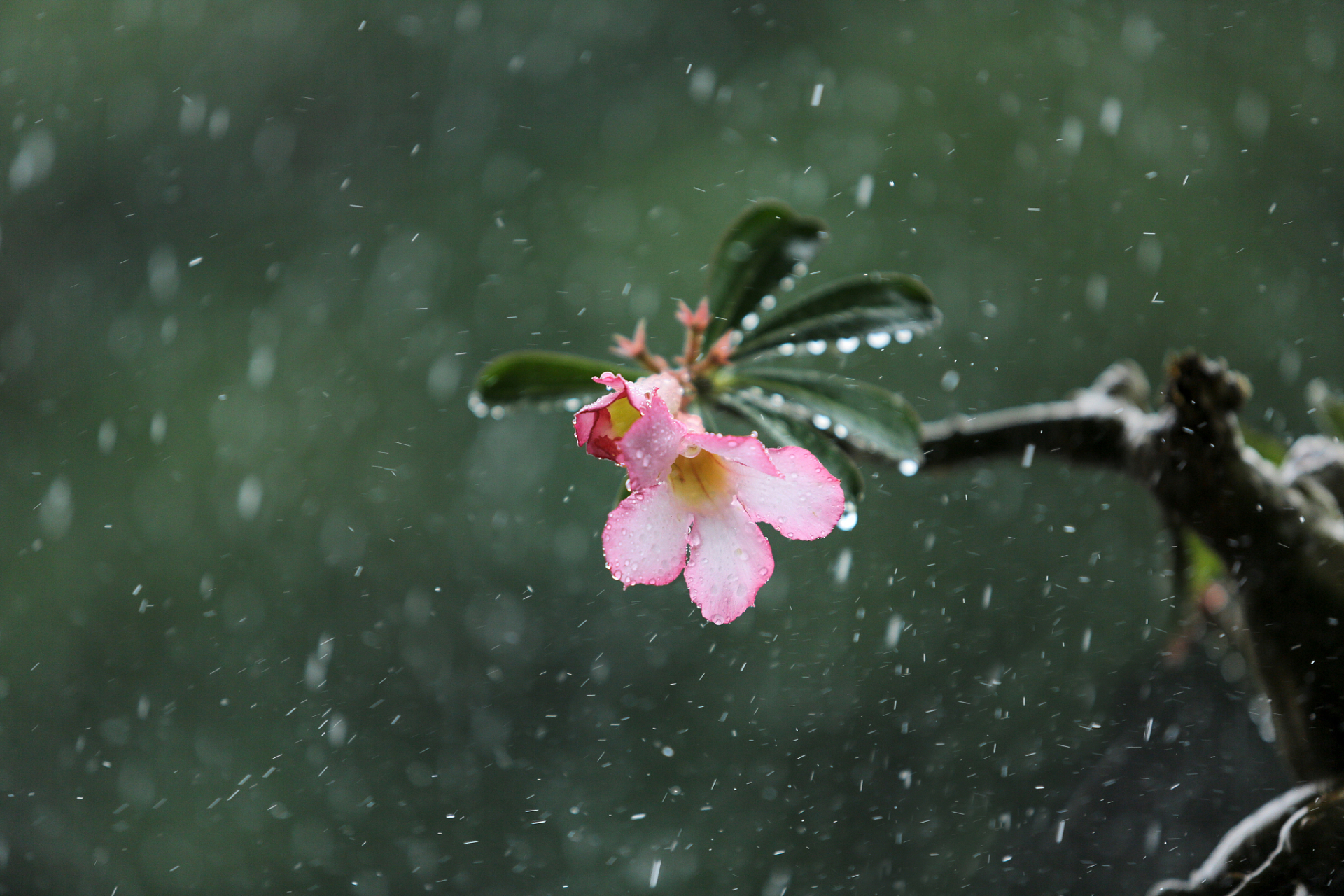 《菩萨蛮·杏花零落清明雨》[宋]蔡伸  杏花零落清明雨,卷帘双燕来还