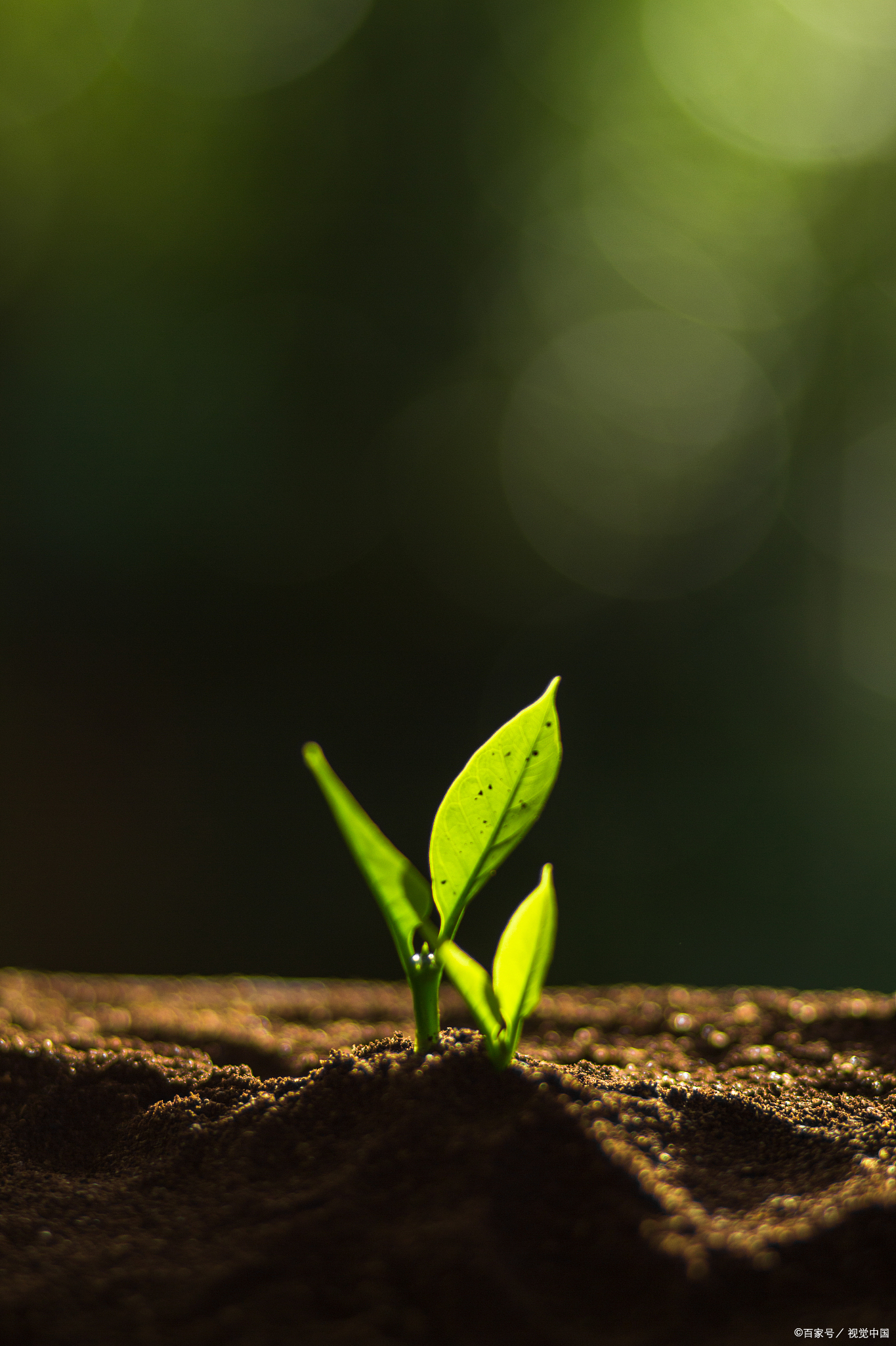 《歌德谈思想的产生》许多思想是从一定的文化修养上