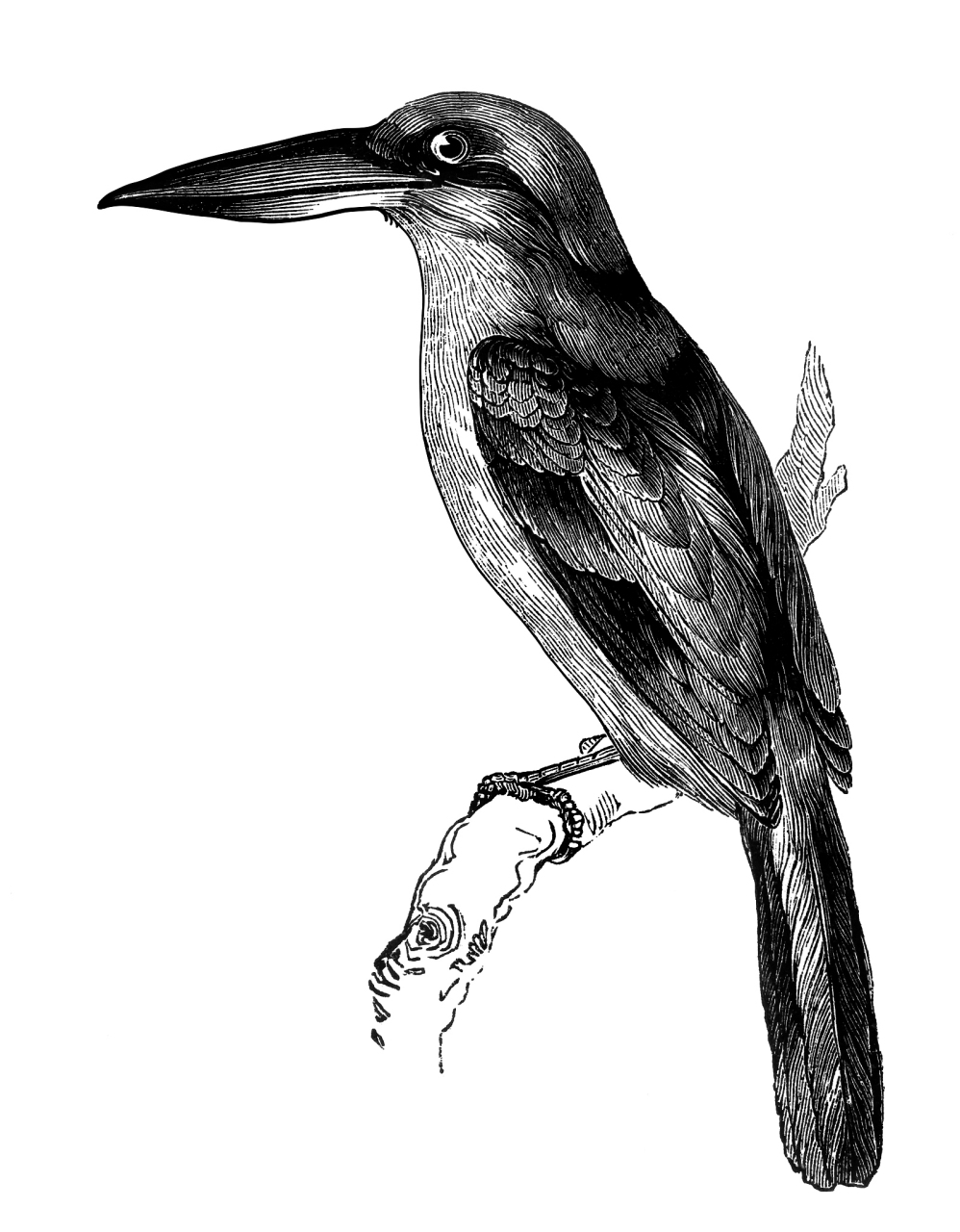 今天,就让我们一同探索动物速写的奥秘,学习如何写活一只翠鸟吧!