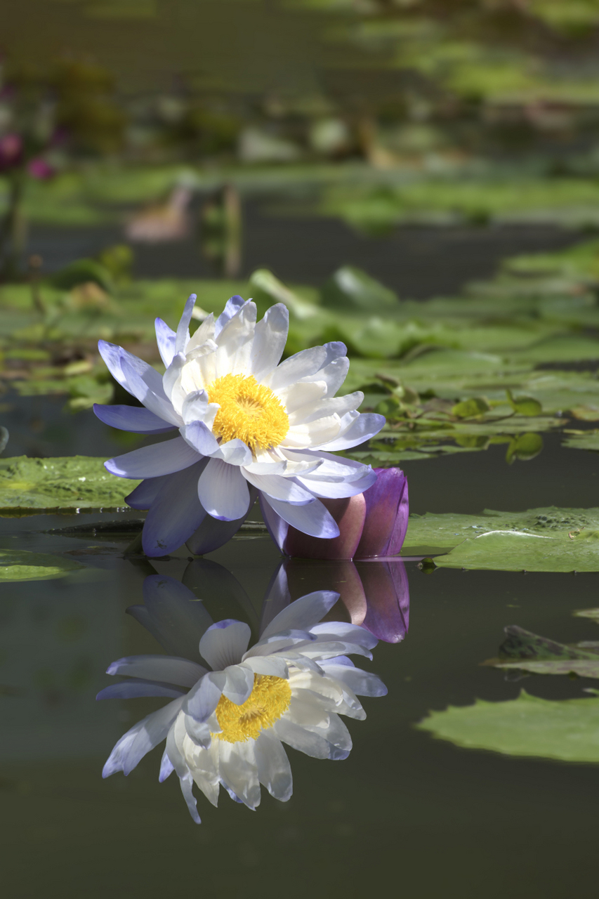 睡莲的种子传播过程包括花朵吸引传粉者,花蕊释放花粉形成子房,子房