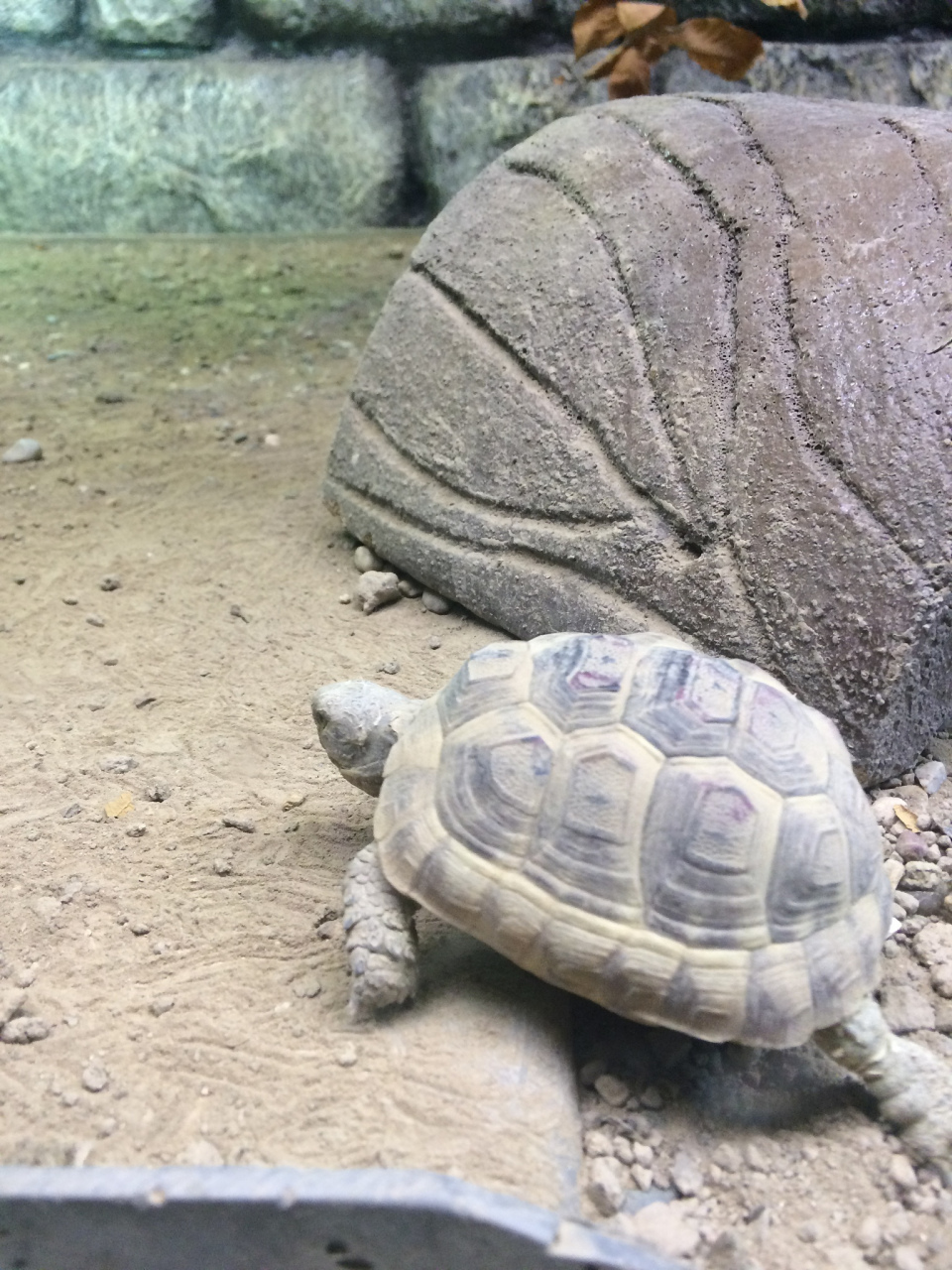 乌龟,作为爬行动物界的古老居民,其生殖方式充满了自然之美的韵味.