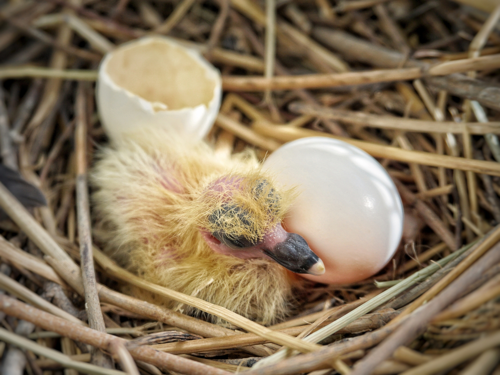 七彩鸟蛋孵化图图片