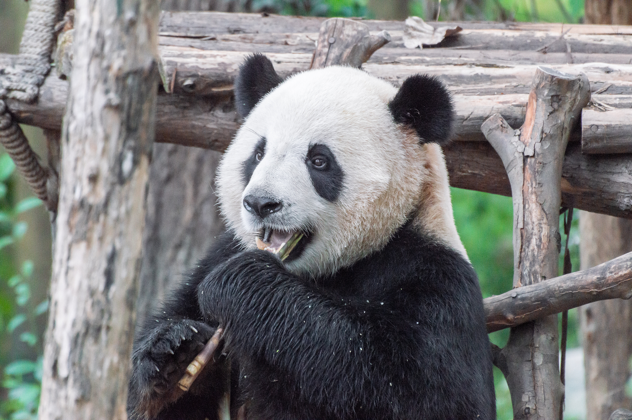 三年前的今天,我国正式设立大熊猫国家公园,这片横跨川陕甘三省